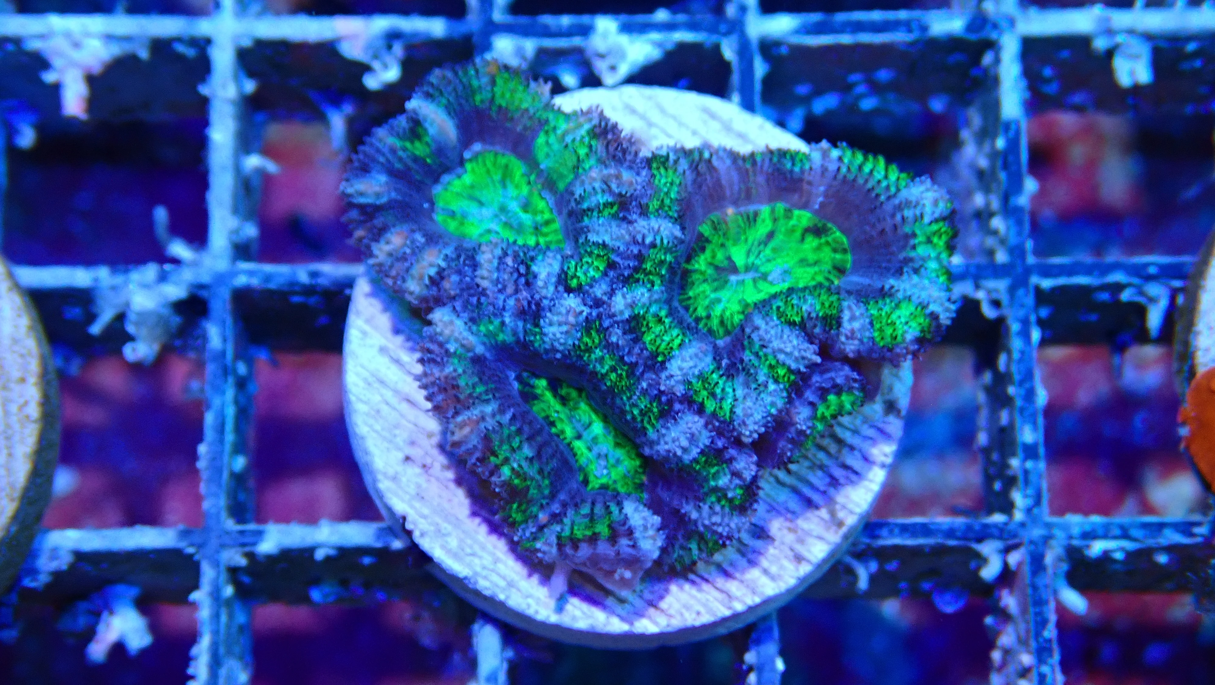 Mystery Frag $30ea or 3 for $75! - Image 40
