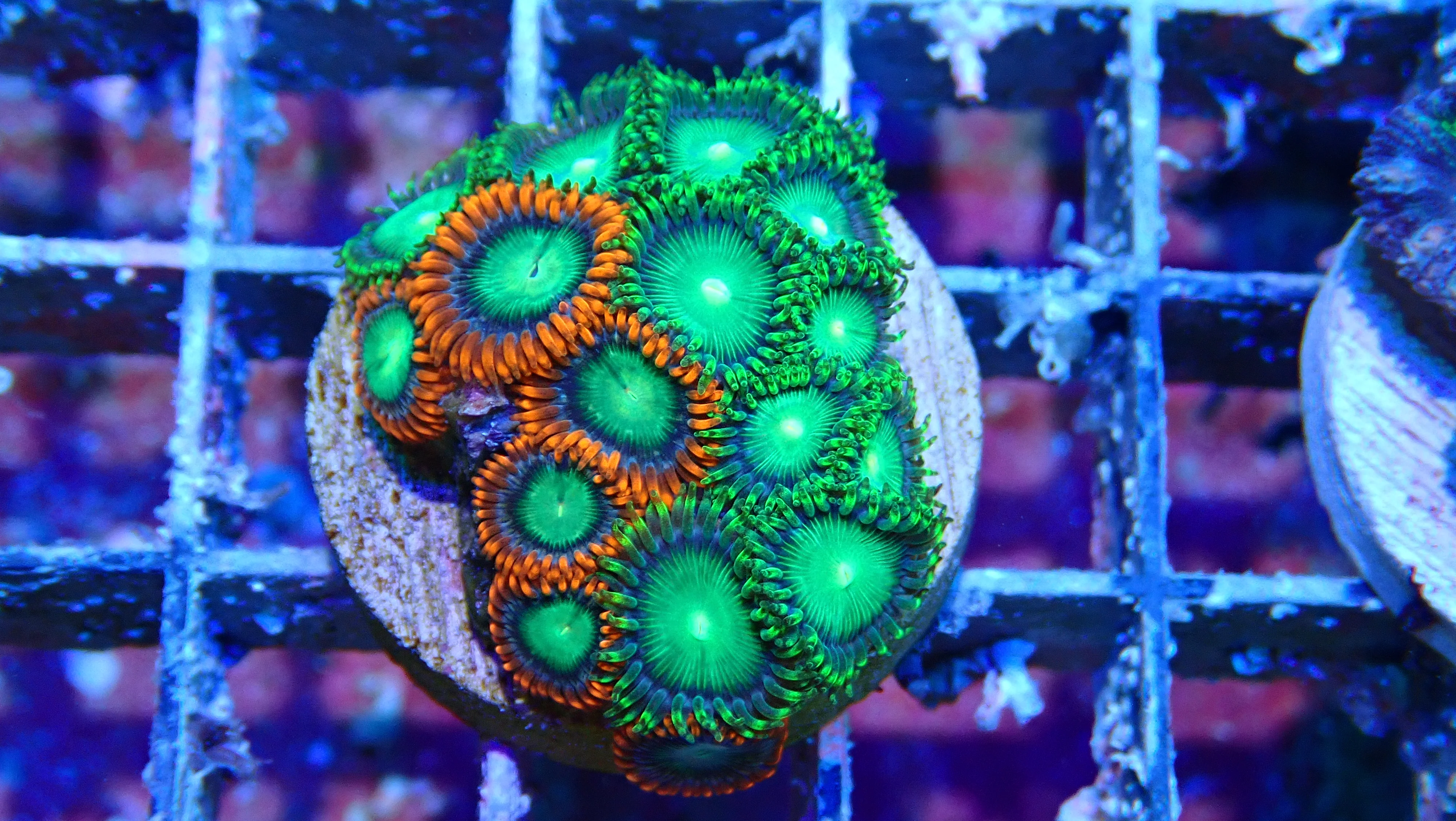 Mystery Frag $30ea or 3 for $75! - Image 41
