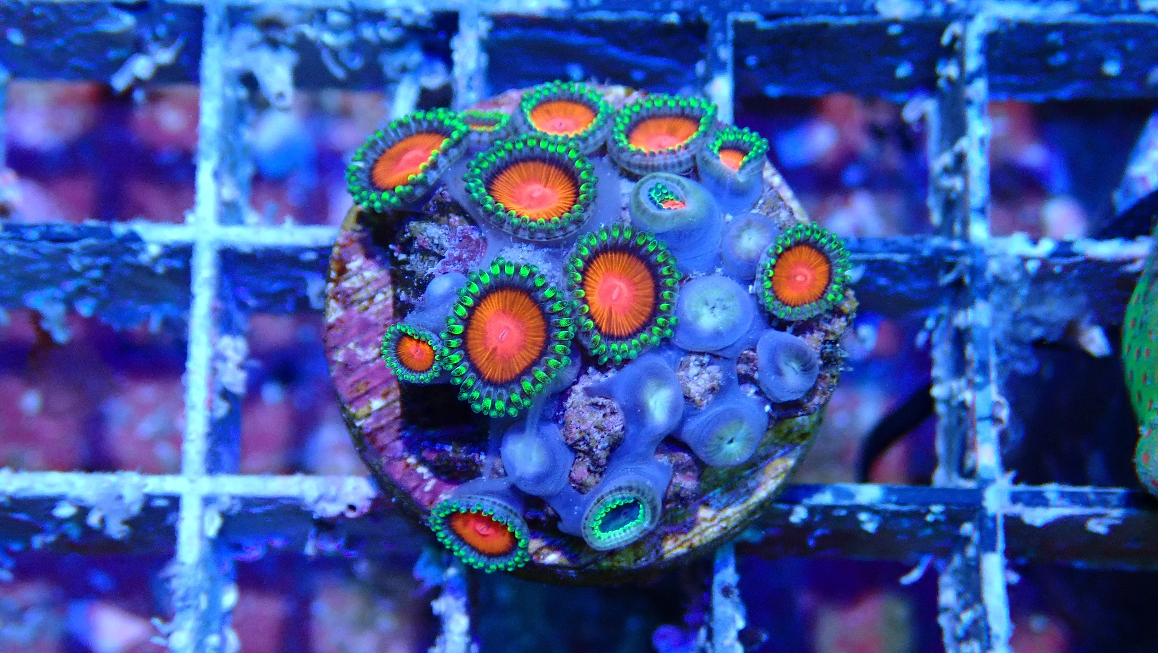 Mystery Frag $30ea or 3 for $75! - Image 42