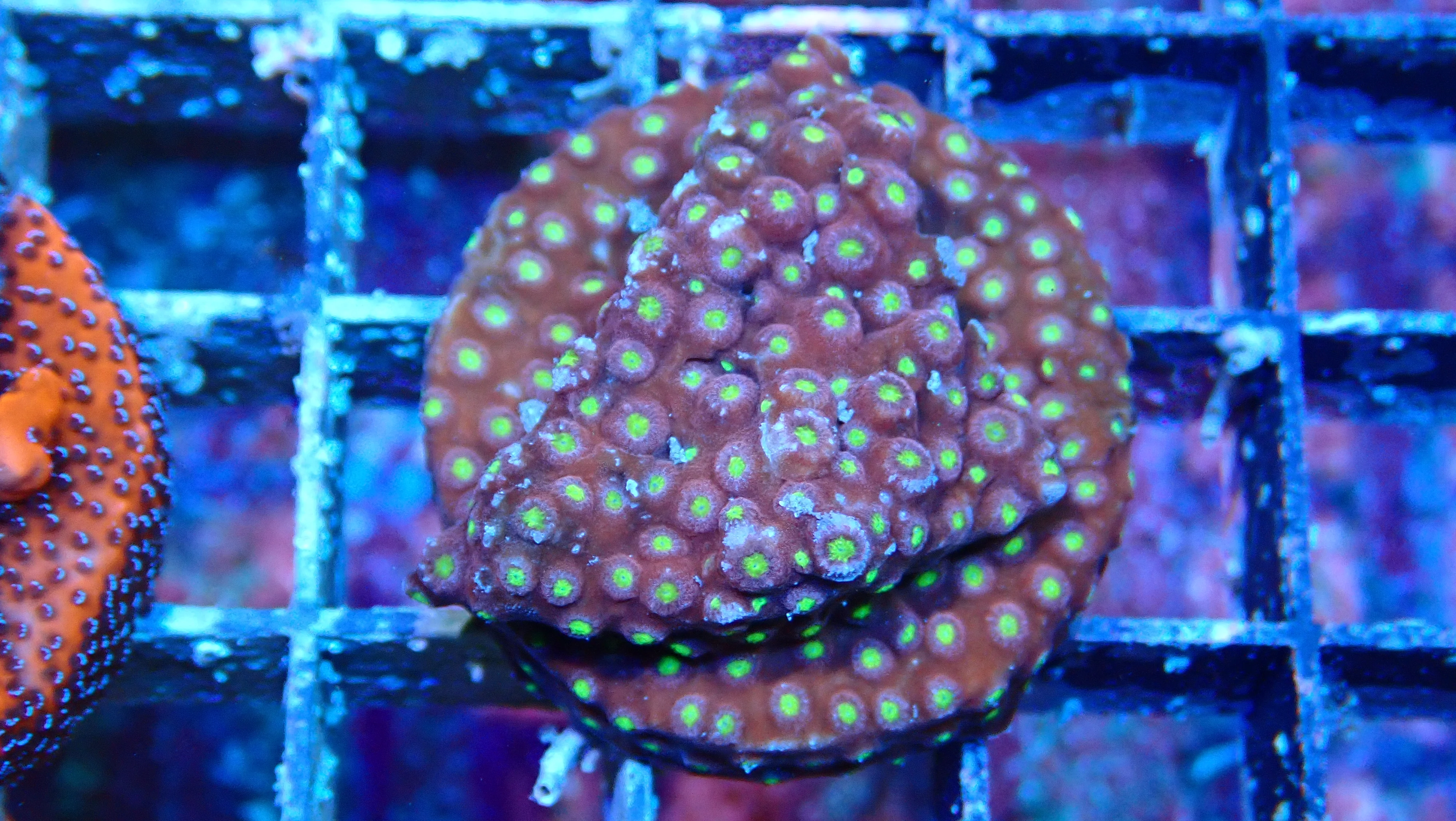 Mystery Frag $30ea or 3 for $75! - Image 43