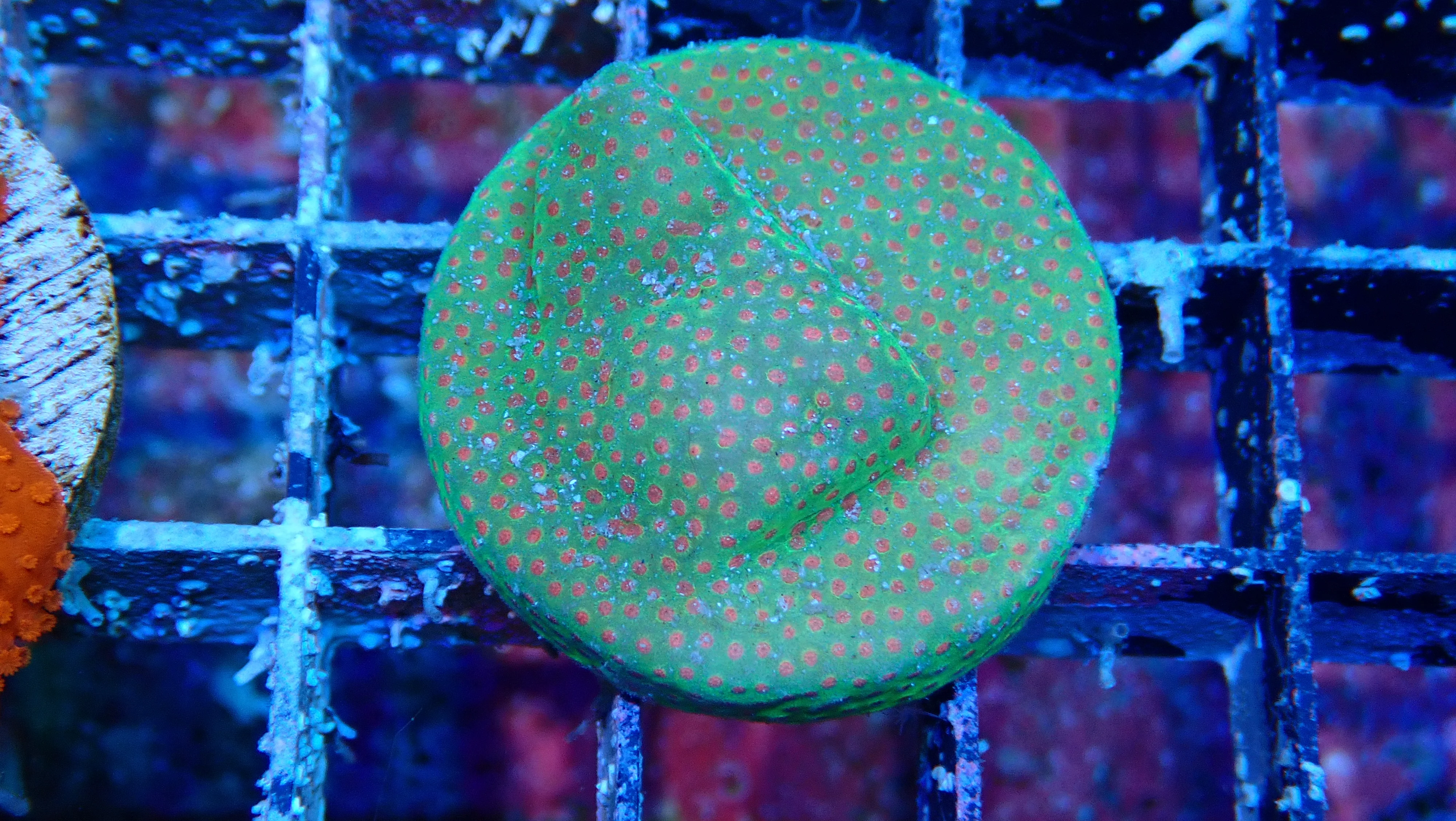 Mystery Frag $30ea or 3 for $75! - Image 44