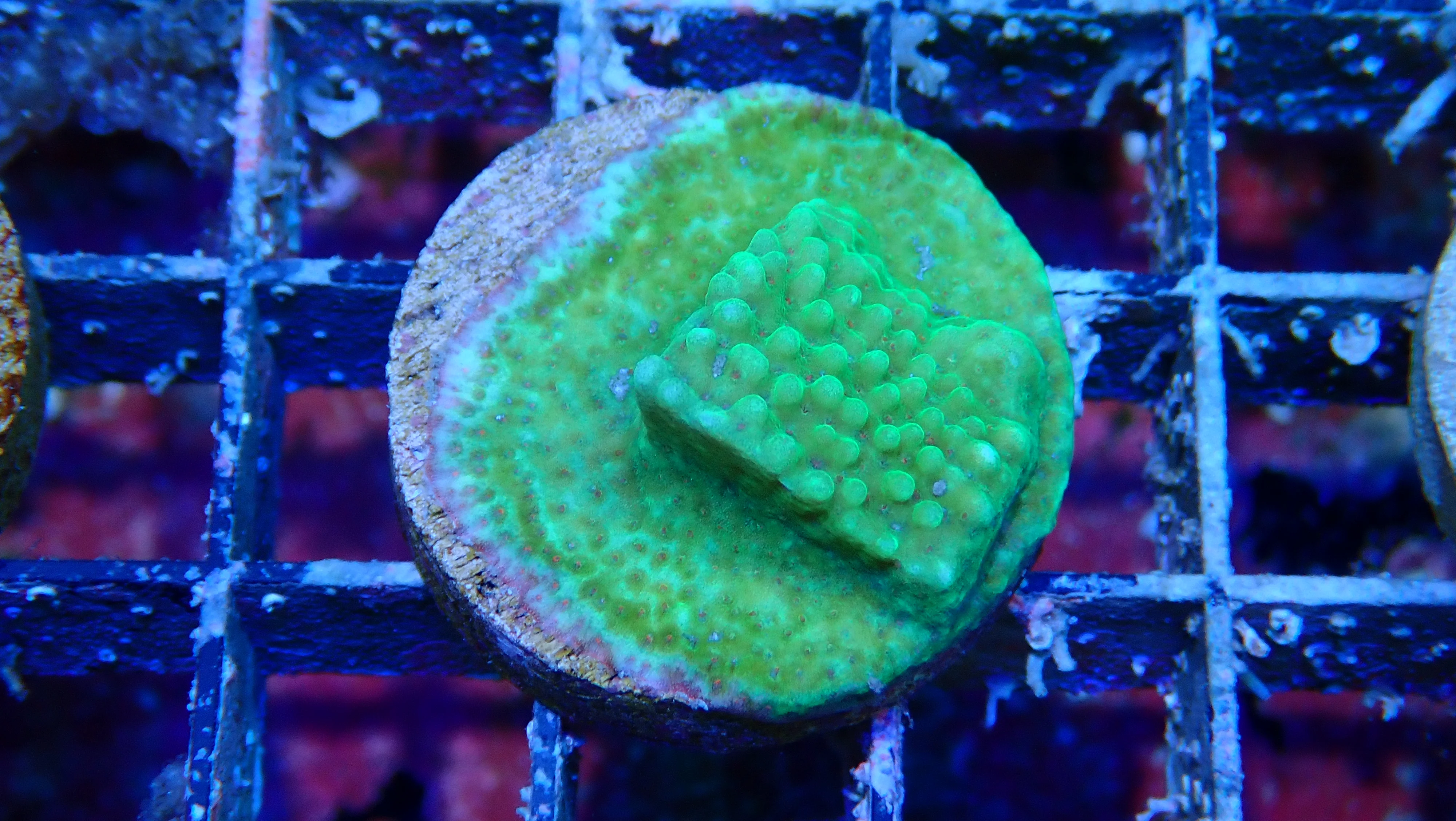 Mystery Frag $30ea or 3 for $75! - Image 45