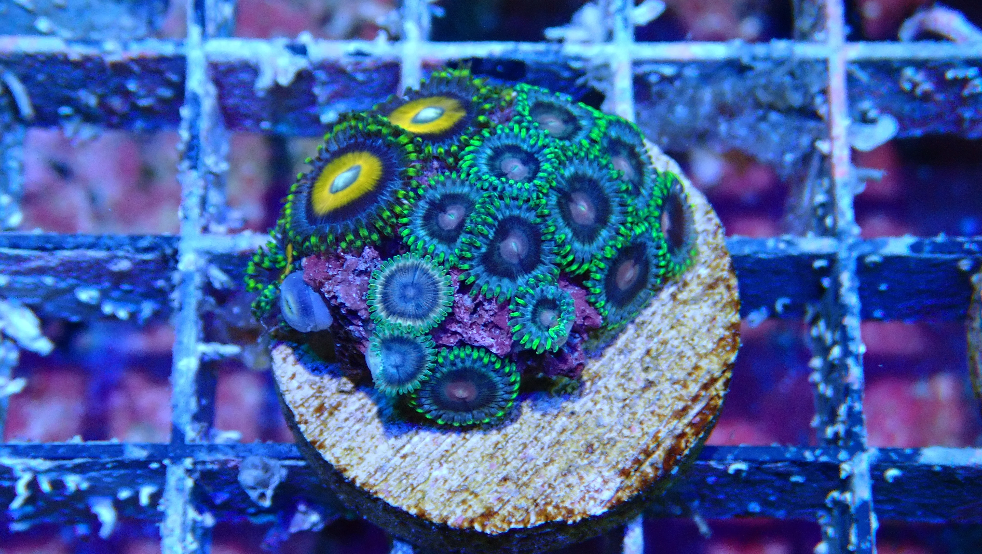Mystery Frag $30ea or 3 for $75! - Image 46