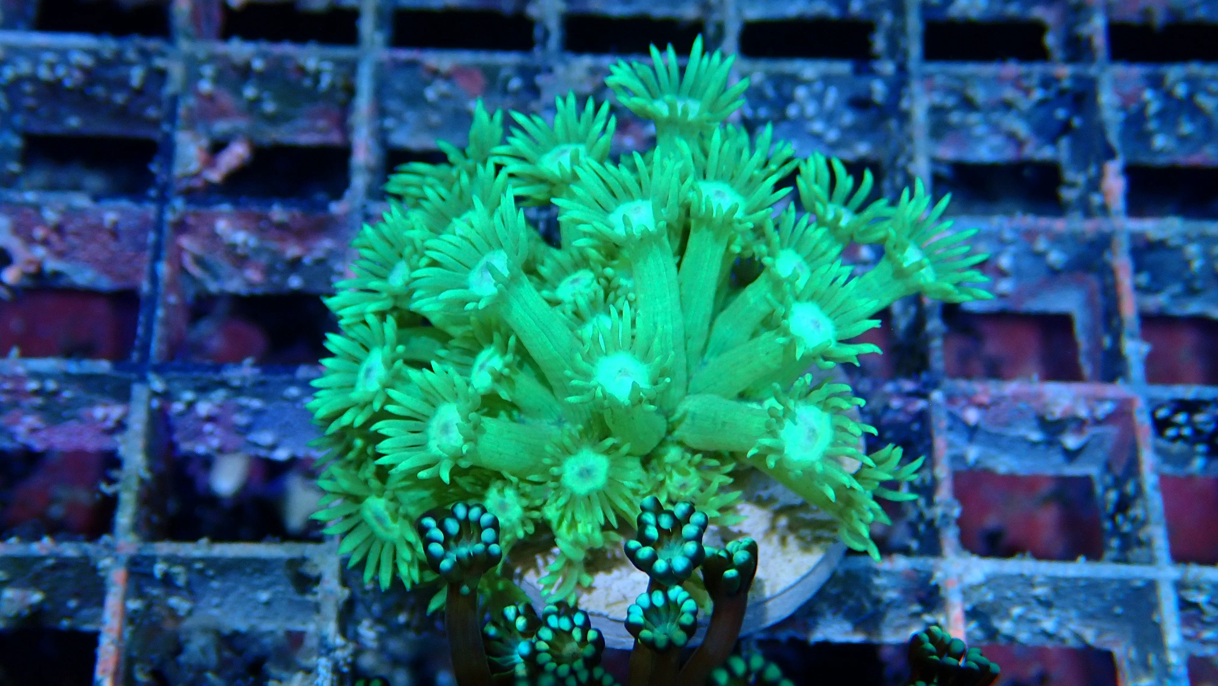 Mystery Frag $30ea or 3 for $75! - Image 49