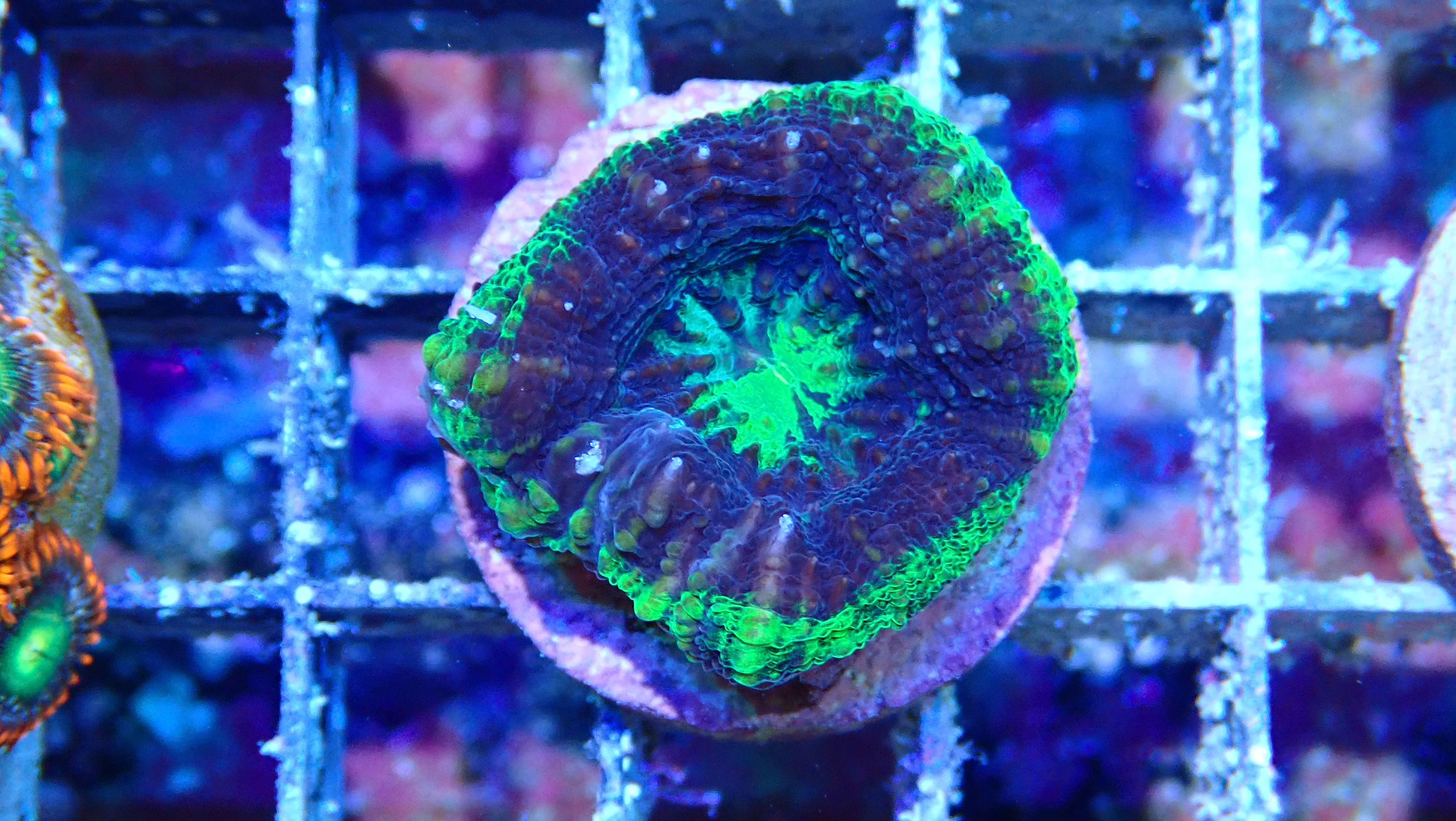 Mystery Frag $30ea or 3 for $75! - Image 5