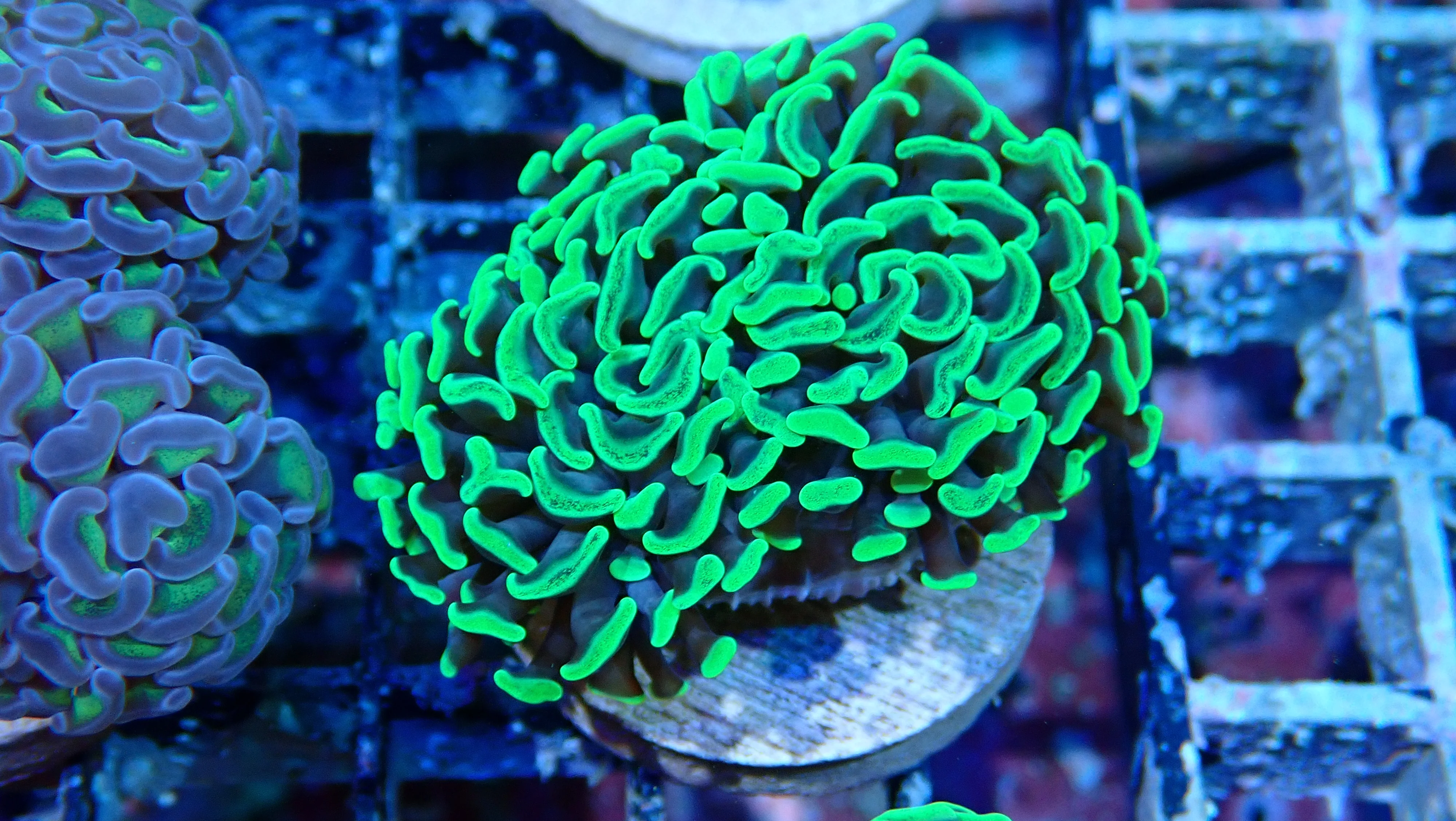 Mystery Frag $30ea or 3 for $75! - Image 50