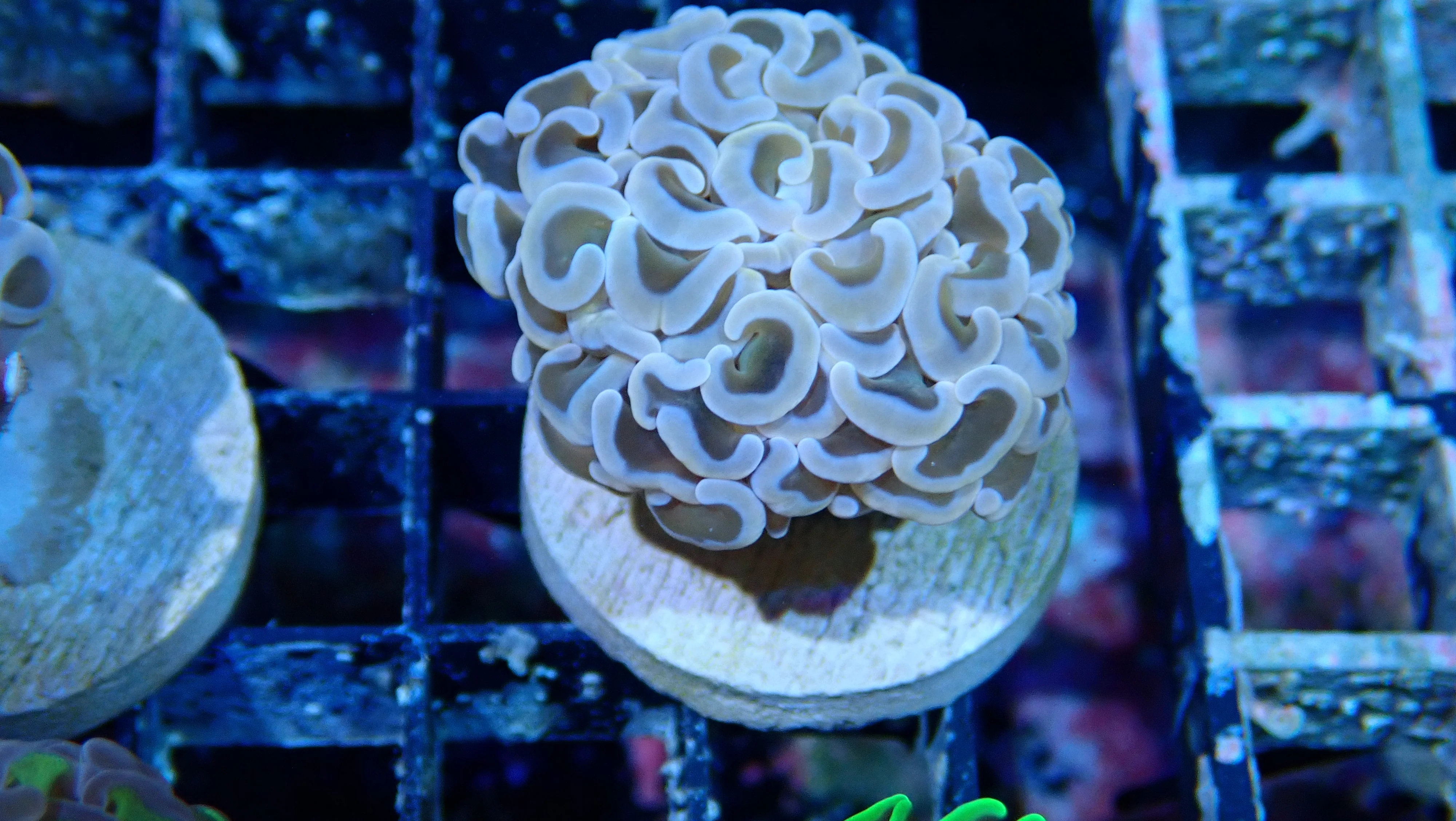 Mystery Frag $30ea or 3 for $75! - Image 51