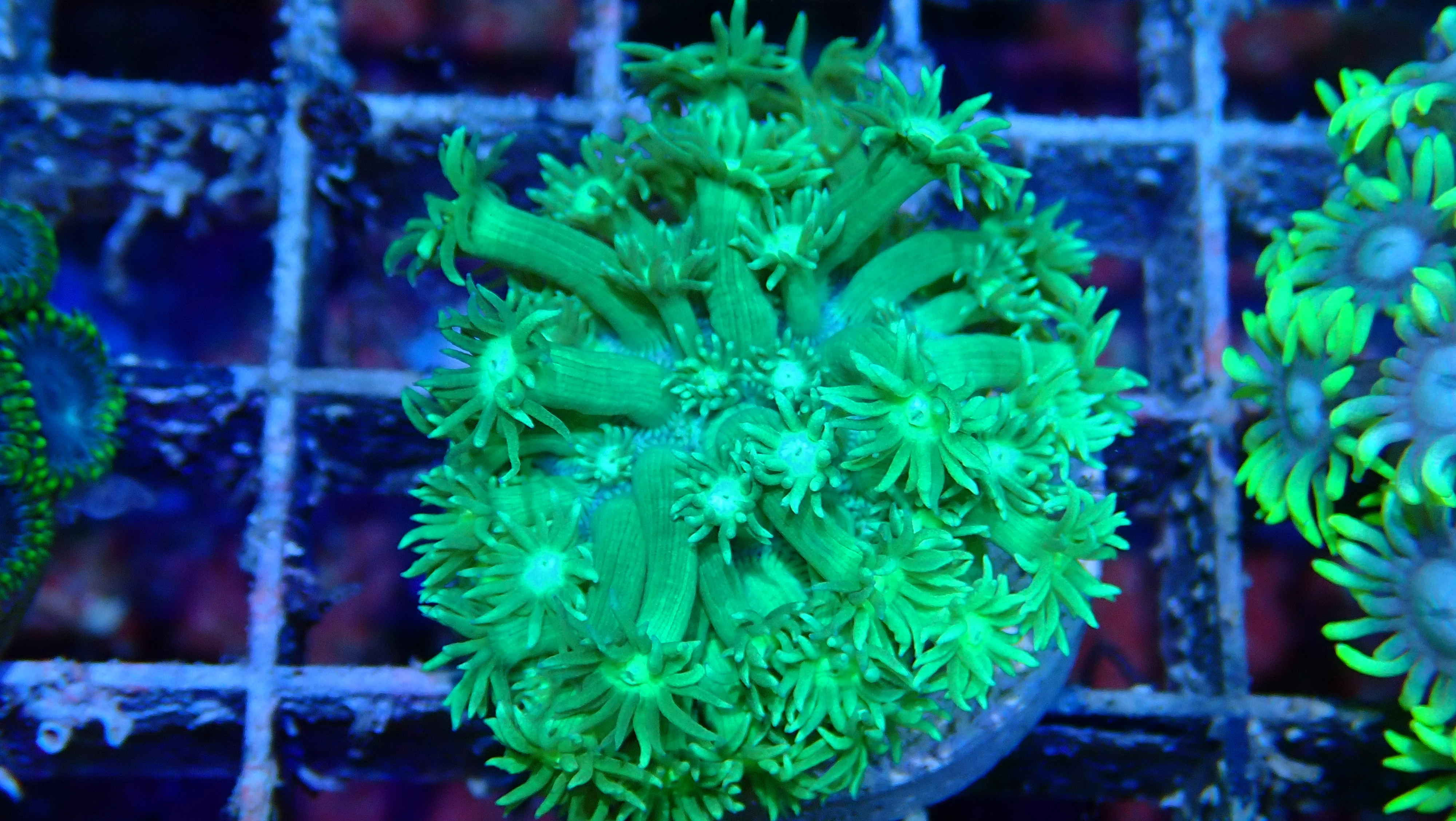 Mystery Frag $30ea or 3 for $75! - Image 6