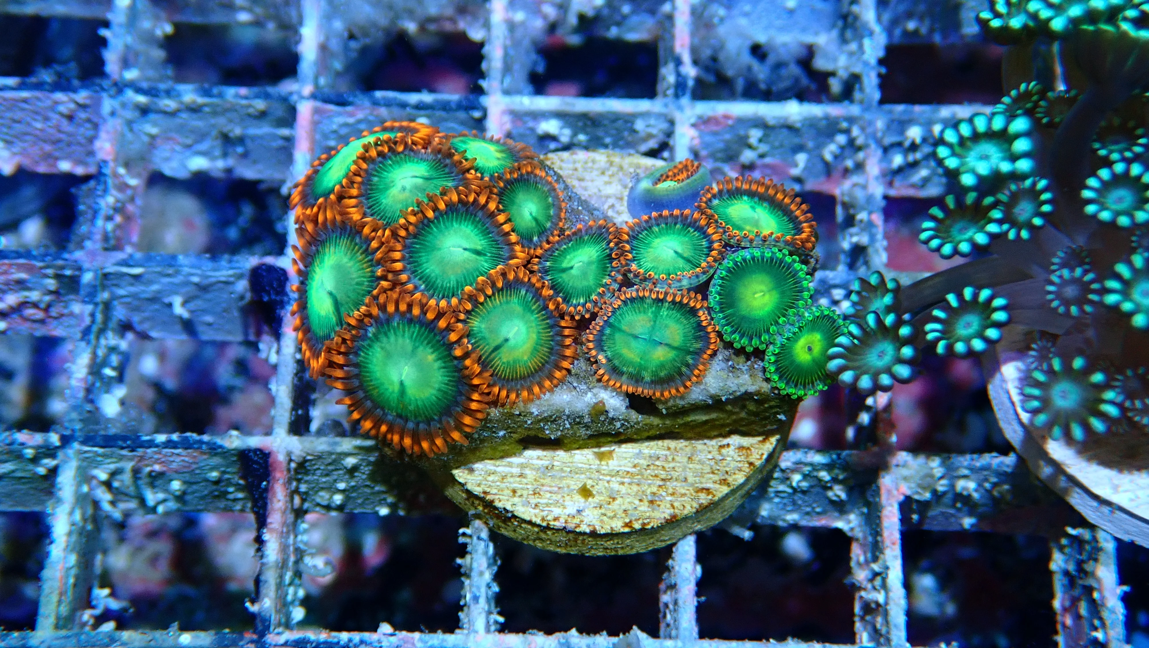 Mystery Frag $30ea or 3 for $75! - Image 8