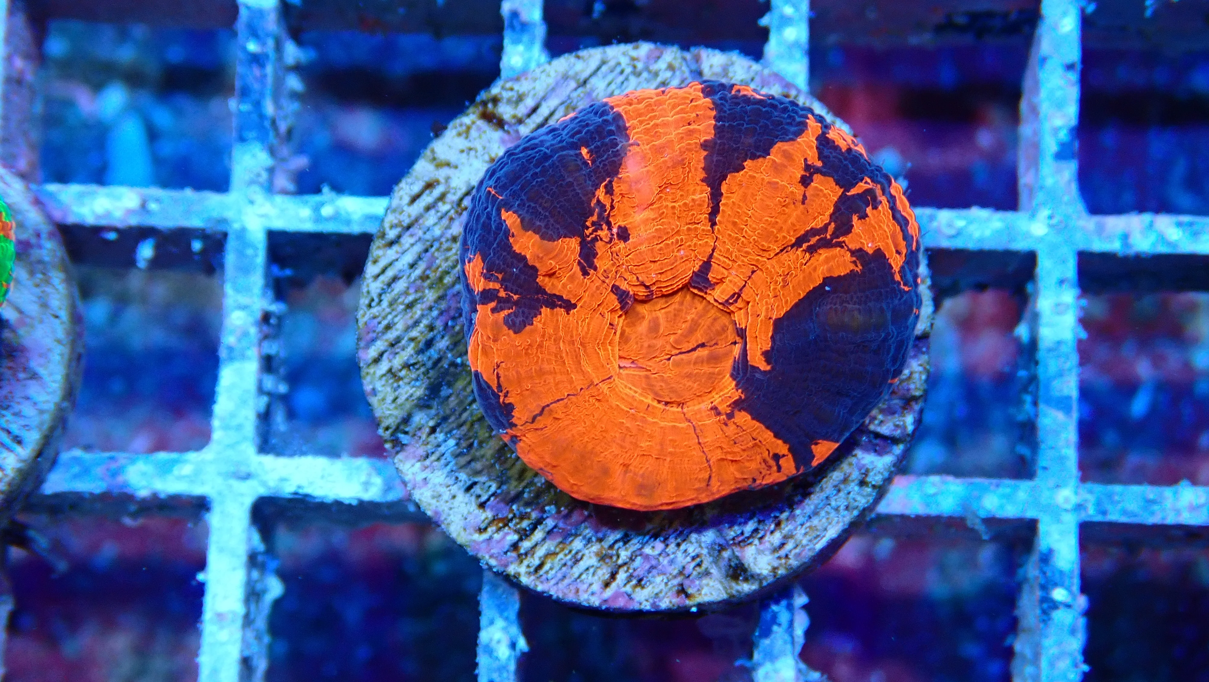 Mystery Frag $75ea or 3 for $190! - Image 13