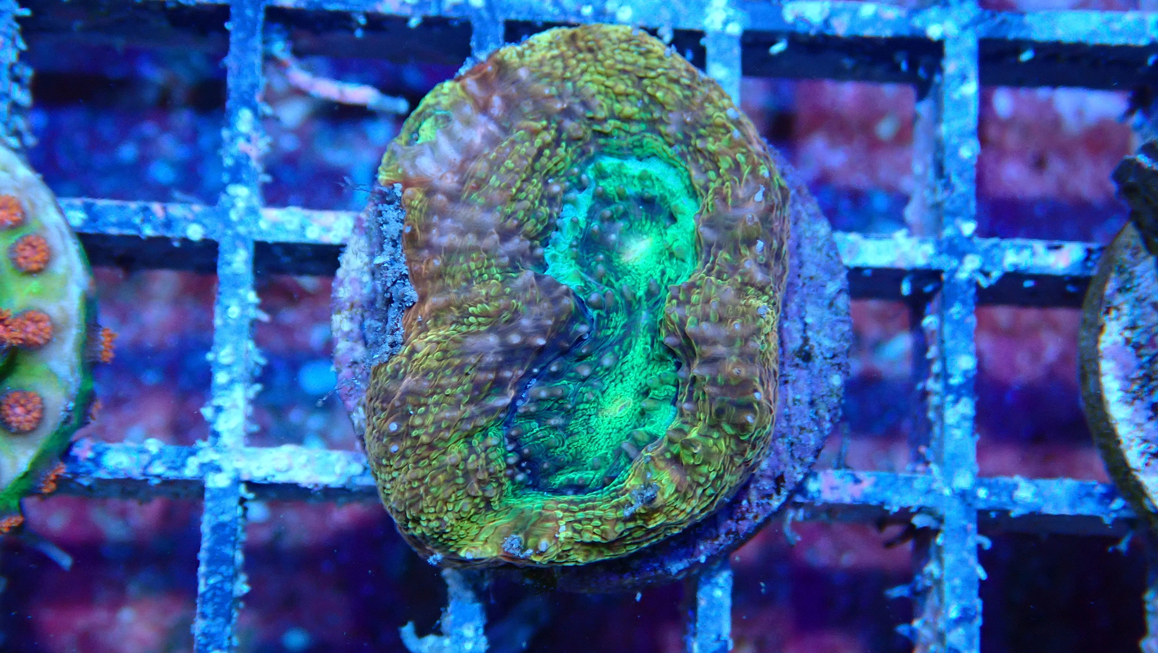 Mystery Frag $75ea or 3 for $190! - Image 15