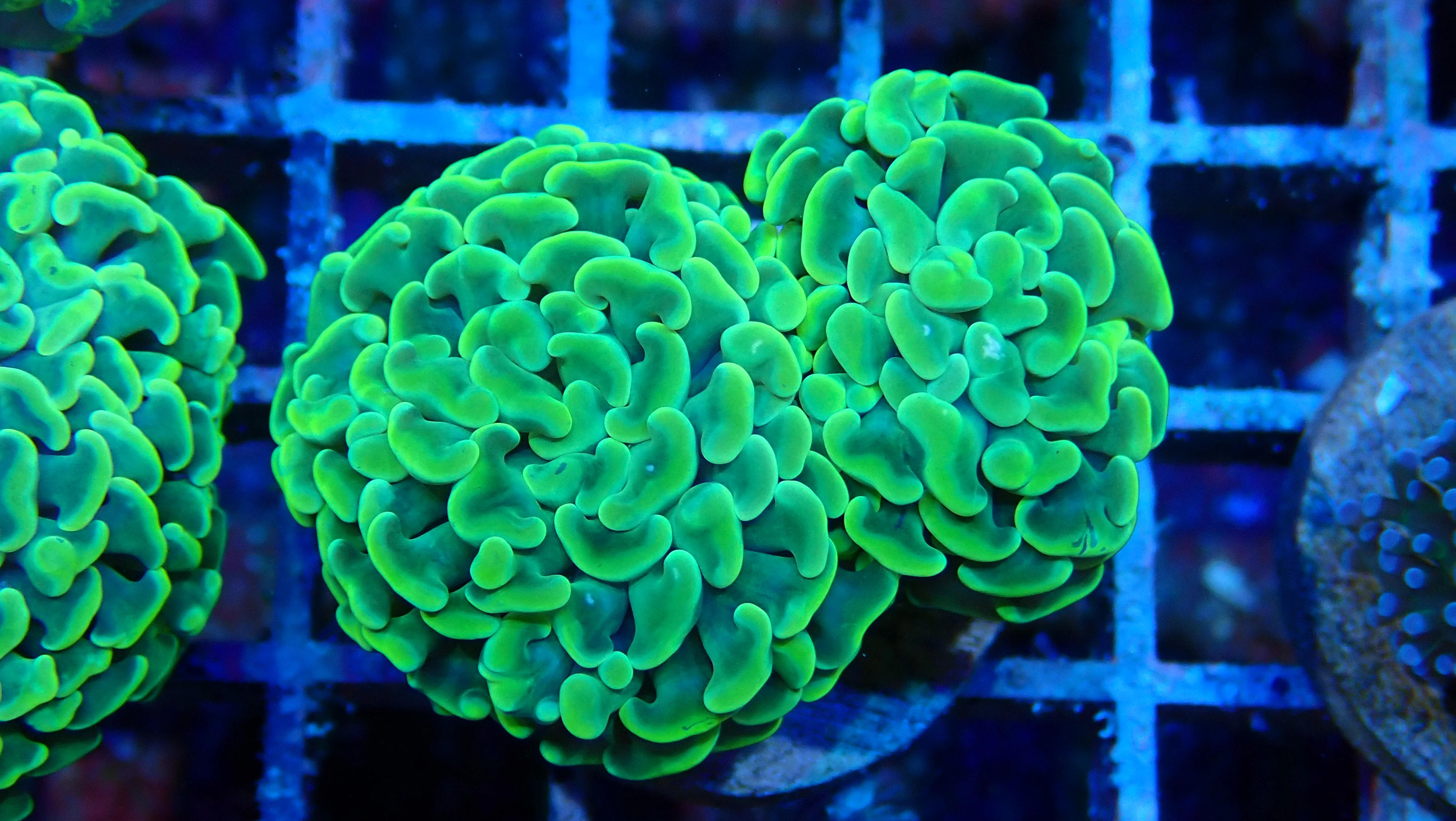 Mystery Frag $75ea or 3 for $190! - Image 20