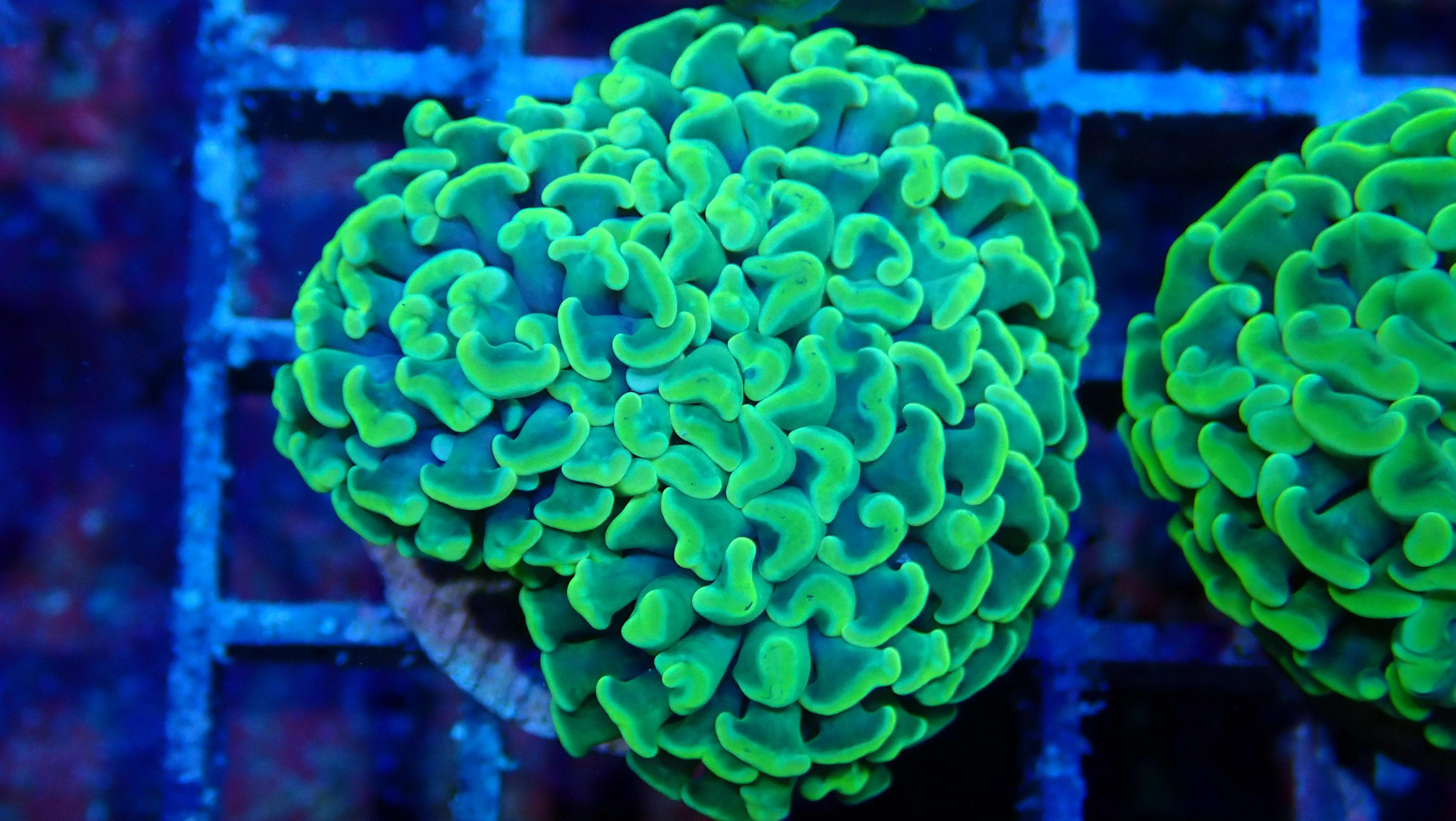 Mystery Frag $75ea or 3 for $190! - Image 21