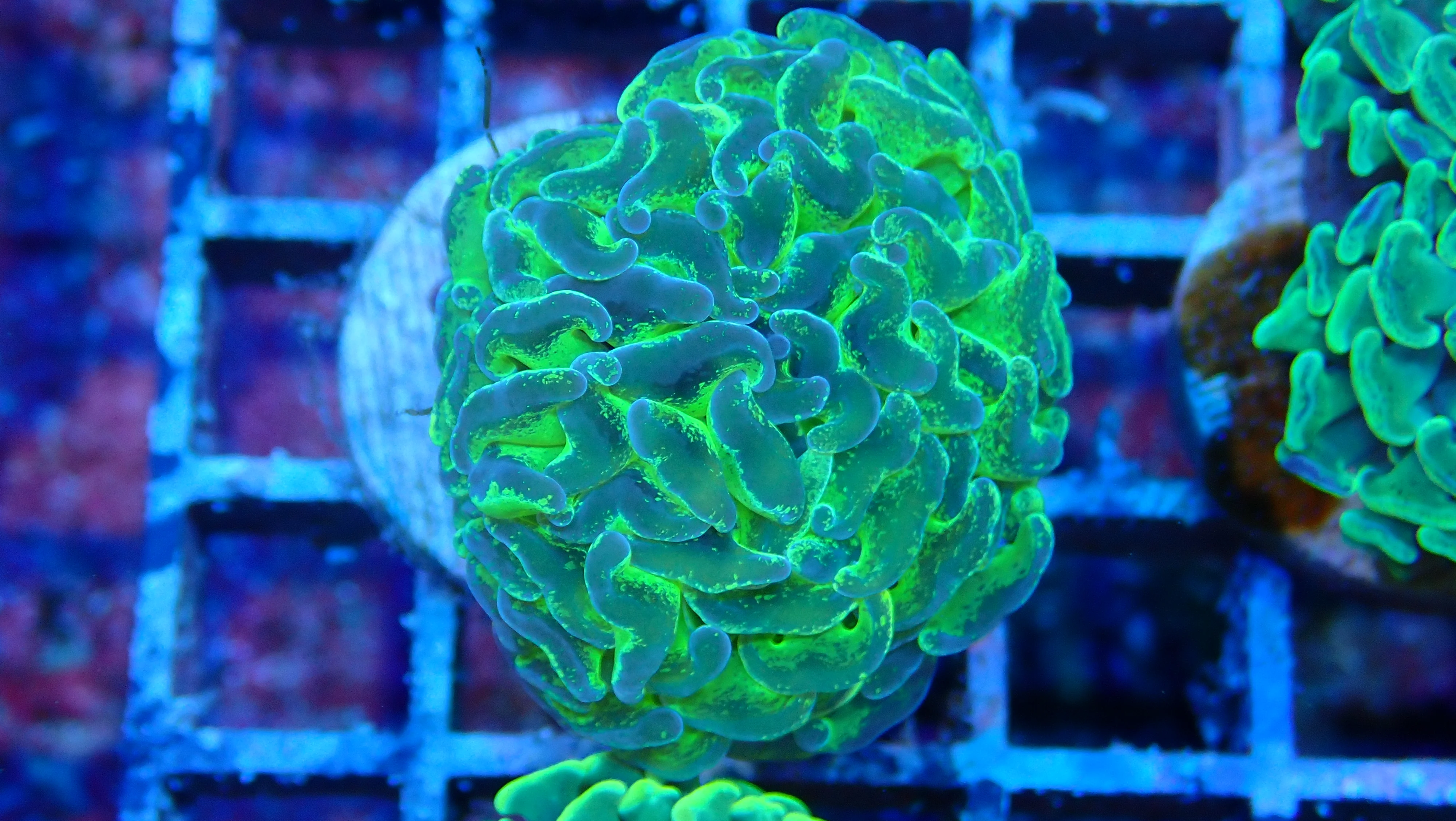 Mystery Frag $75ea or 3 for $190! - Image 22
