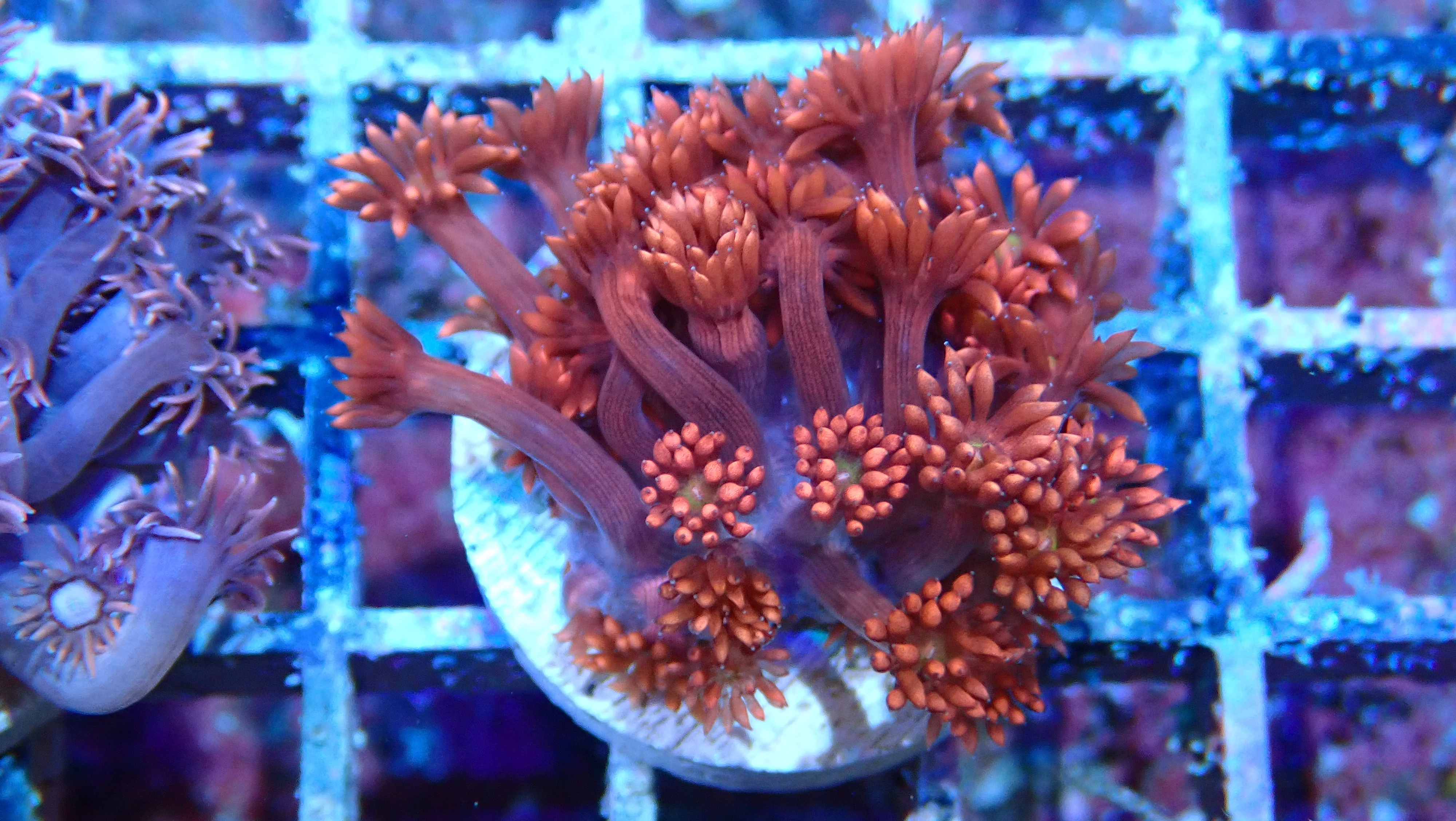 Mystery Frag $75ea or 3 for $190! - Image 27