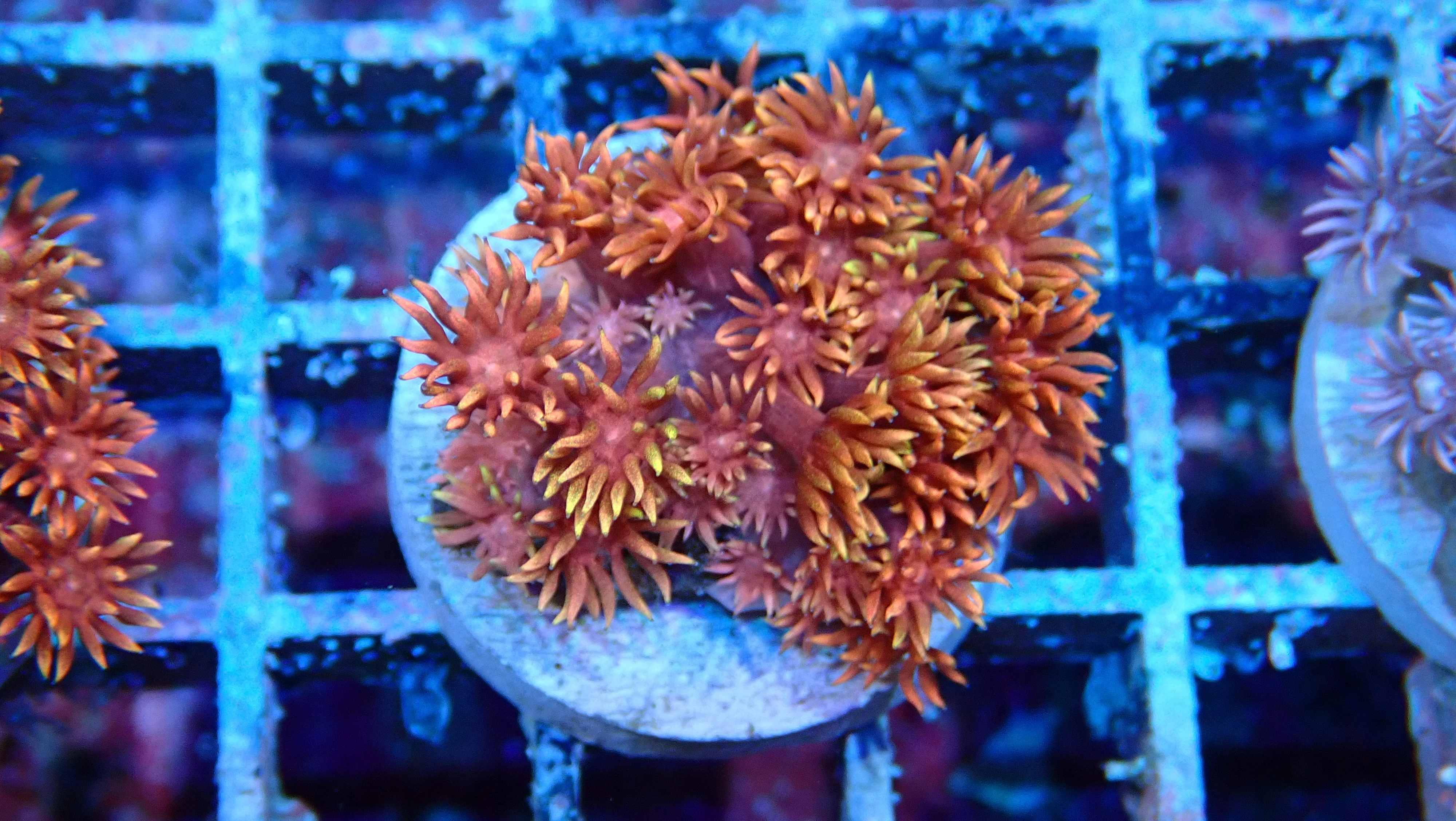 Mystery Frag $75ea or 3 for $190! - Image 29
