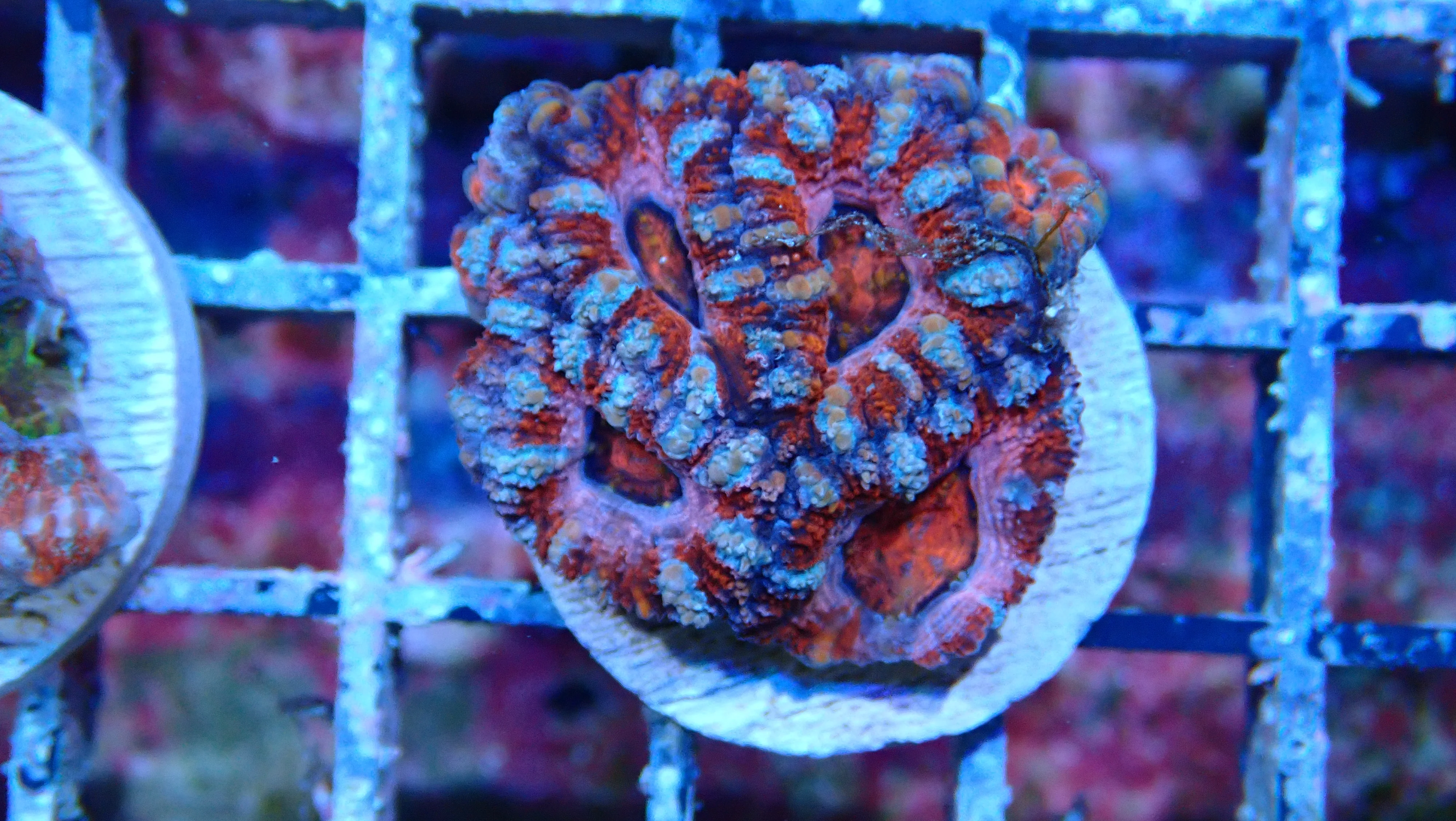 Mystery Frag $75ea or 3 for $190! - Image 3