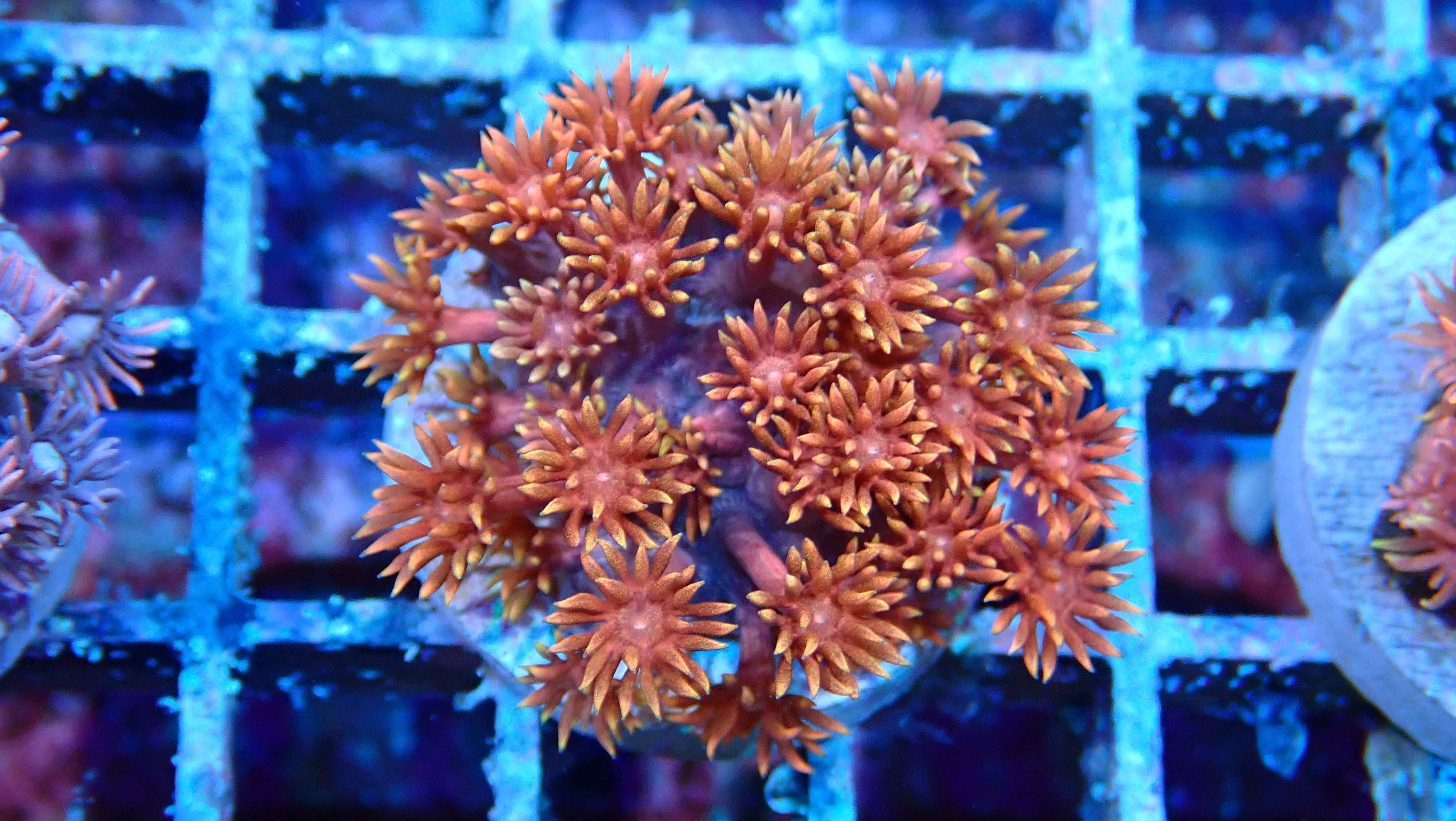 Mystery Frag $75ea or 3 for $190! - Image 30