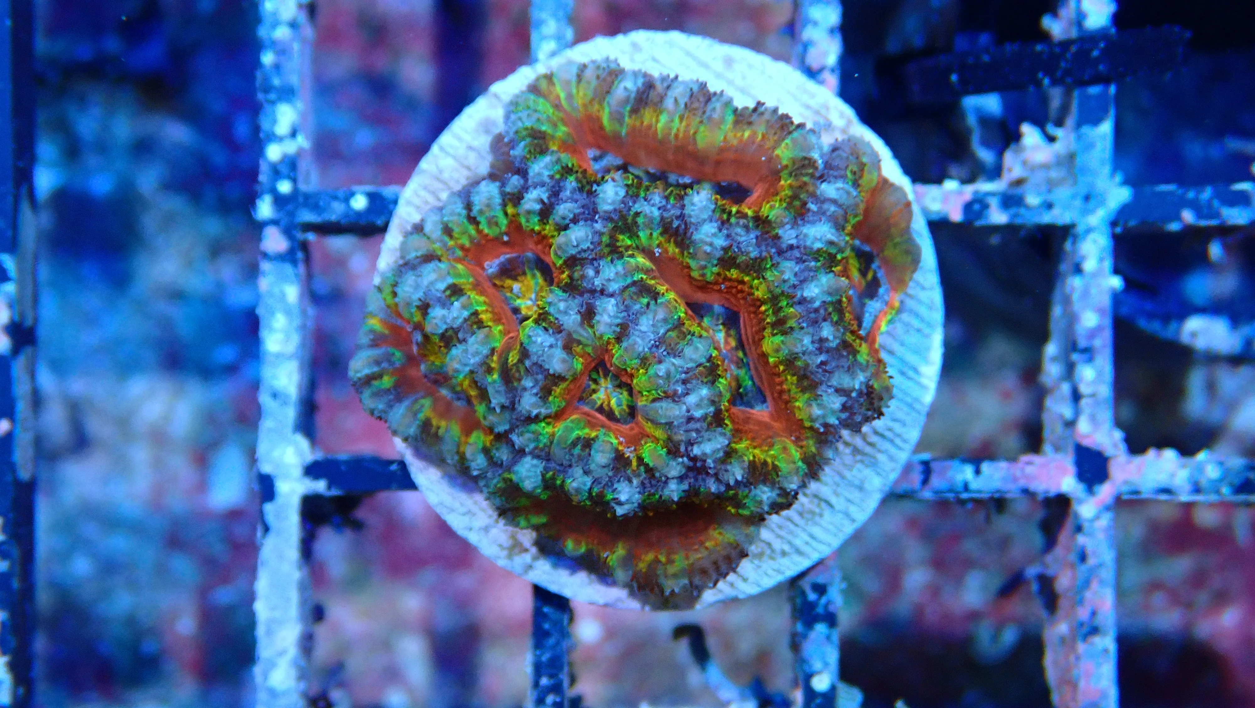 Mystery Frag $75ea or 3 for $190! - Image 32