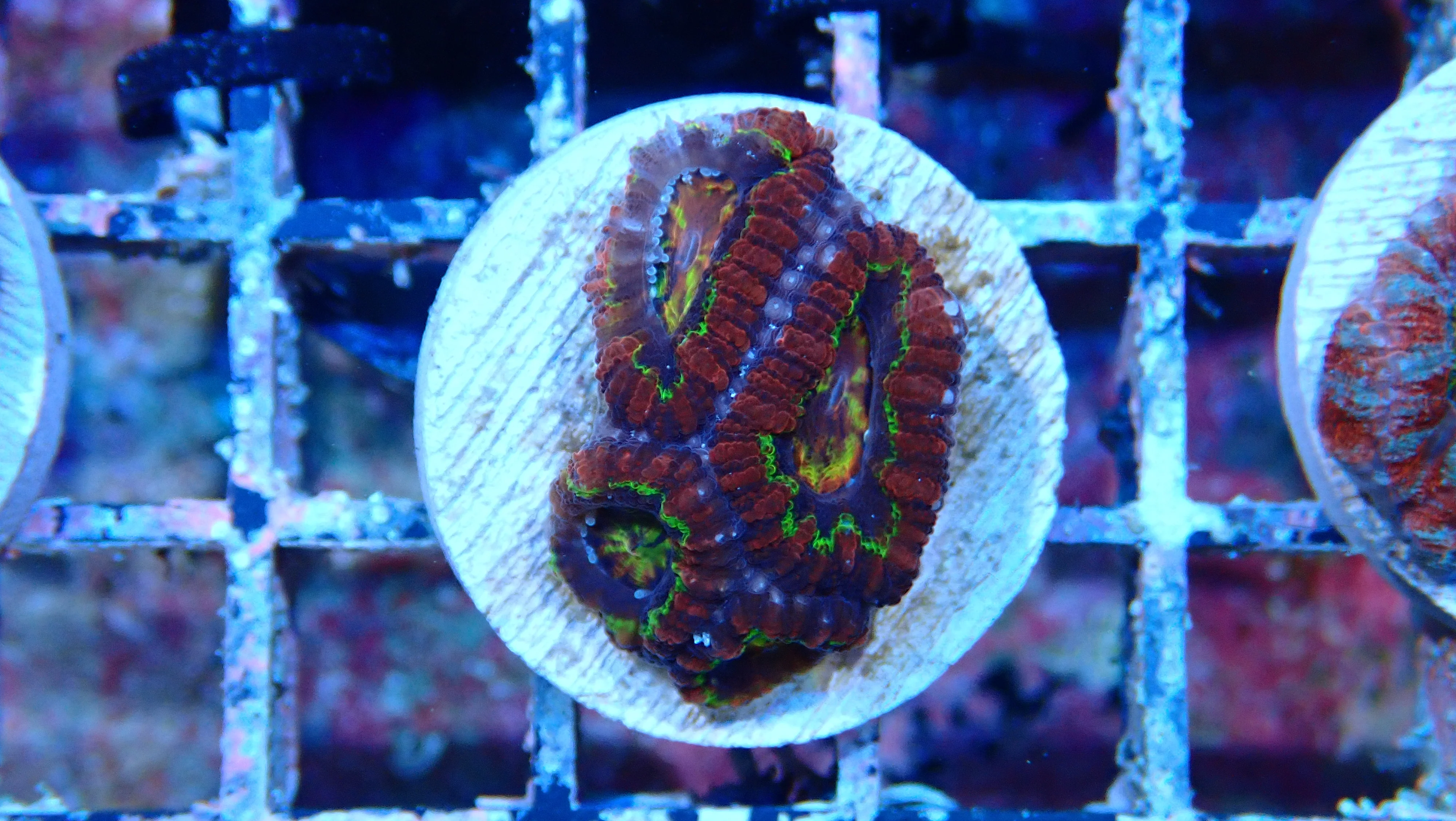 Mystery Frag $75ea or 3 for $190! - Image 33