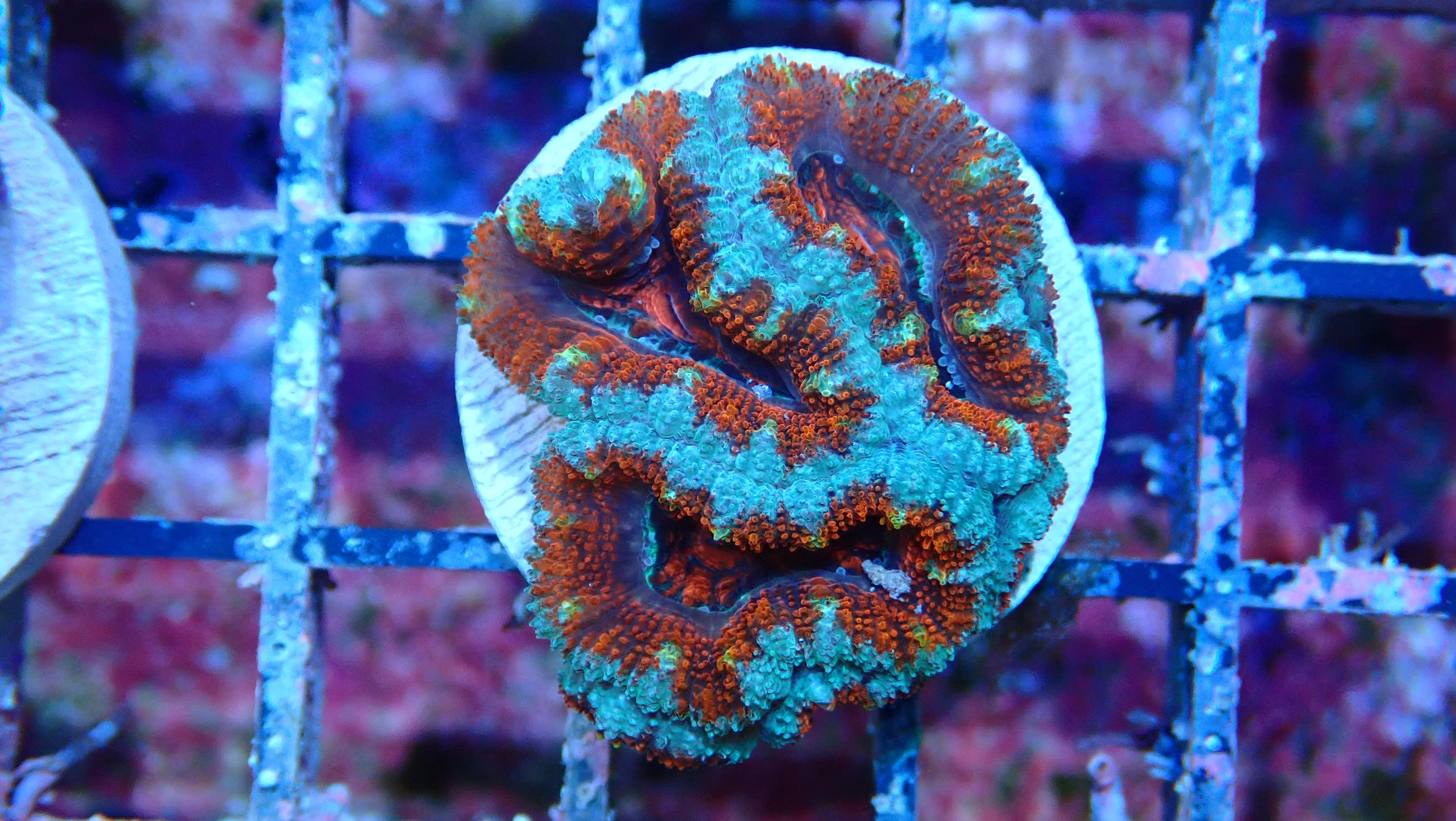 Mystery Frag $75ea or 3 for $190! - Image 4