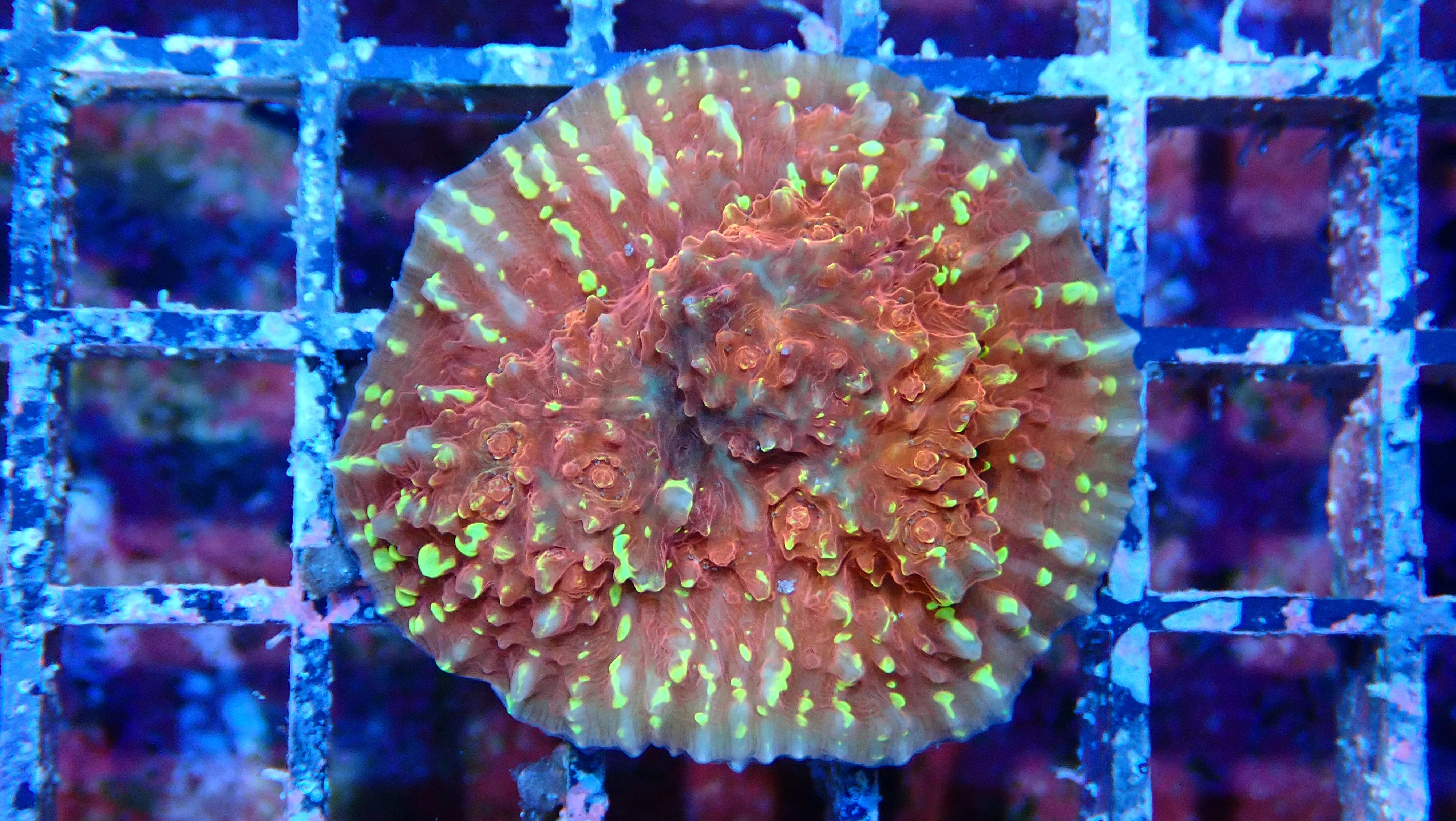 Mystery Frag $75ea or 3 for $190! - Image 5