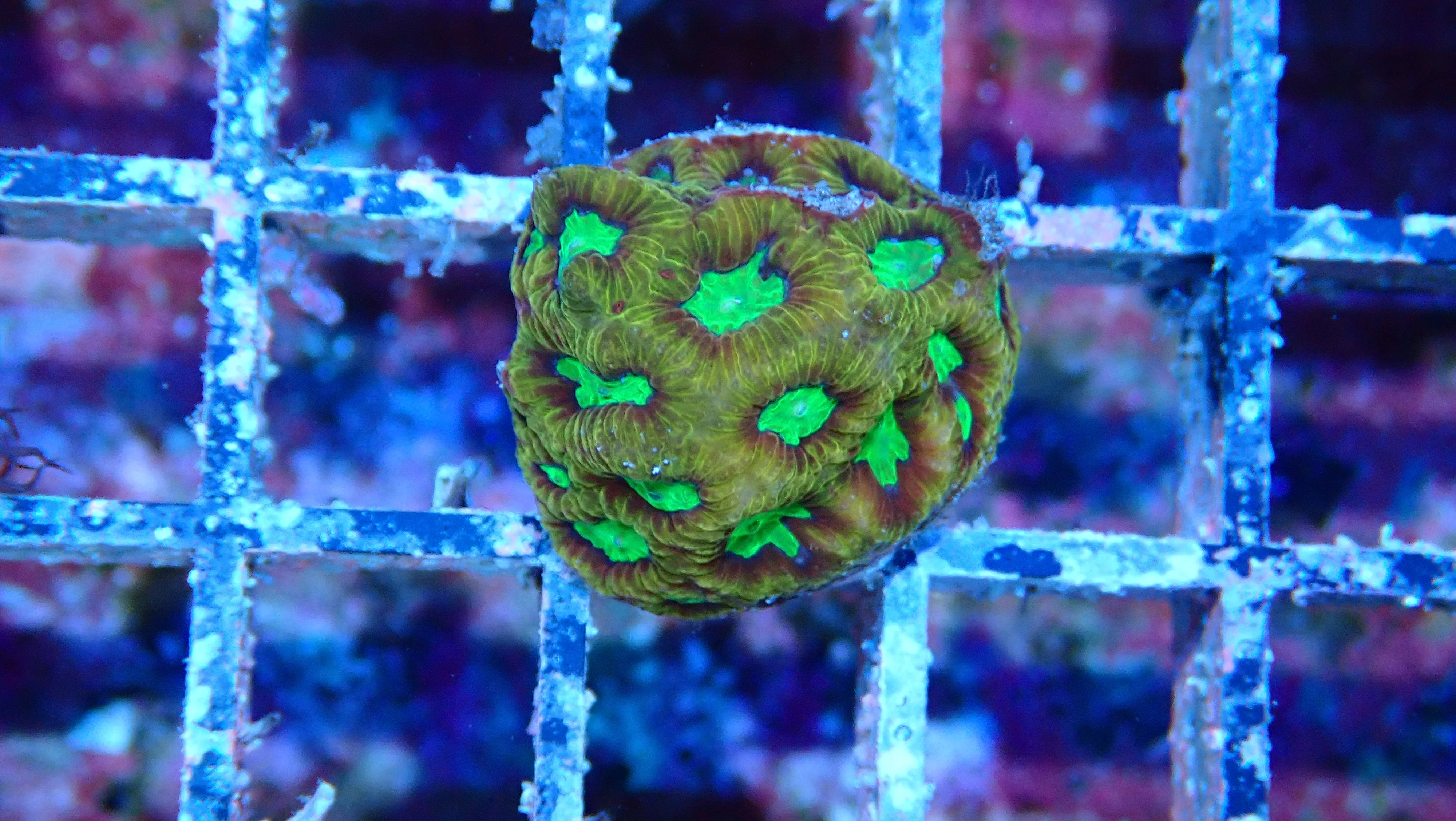 Mystery Frag $75ea or 3 for $190! - Image 6