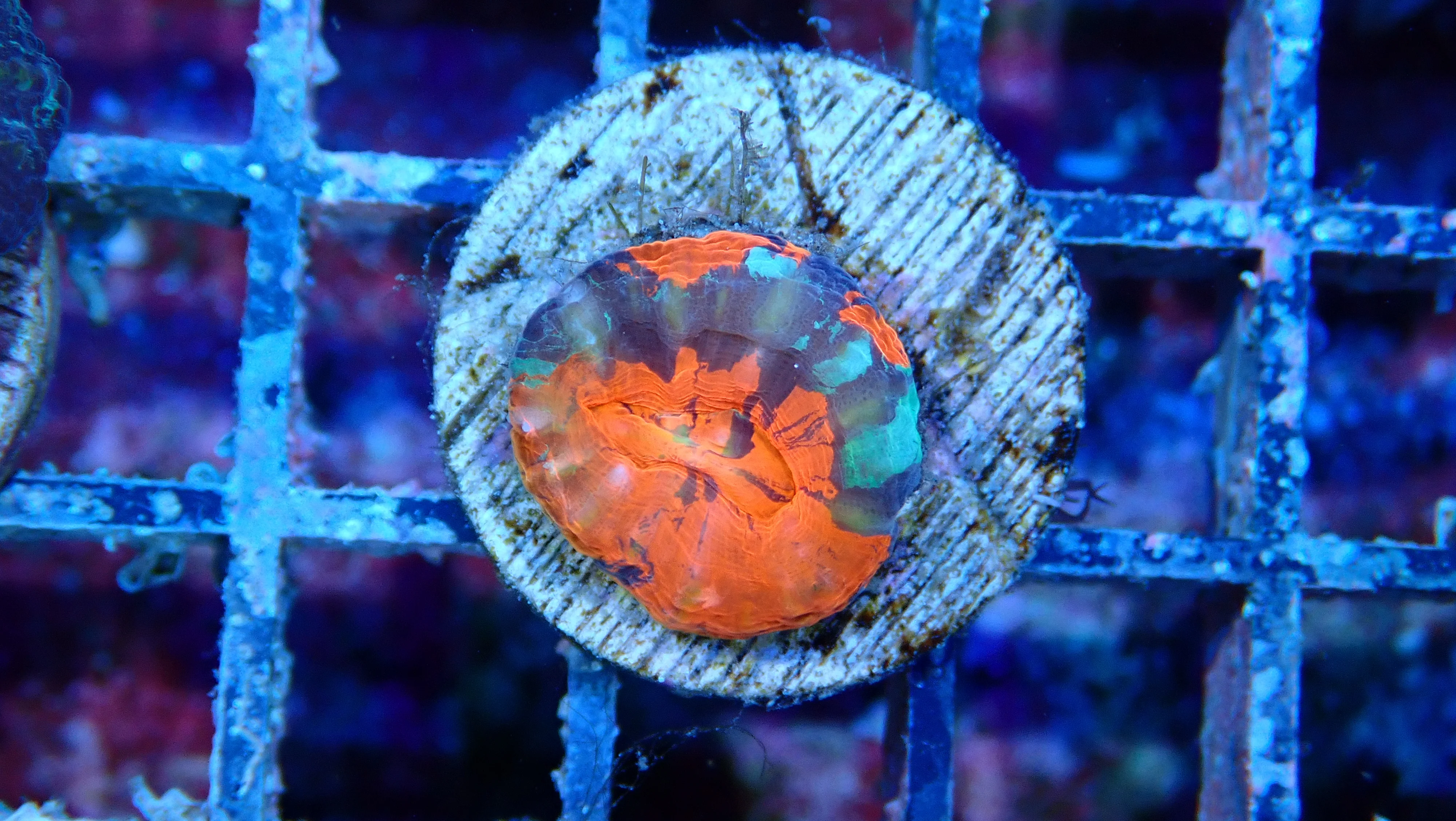 Mystery Frag $75ea or 3 for $190! - Image 7