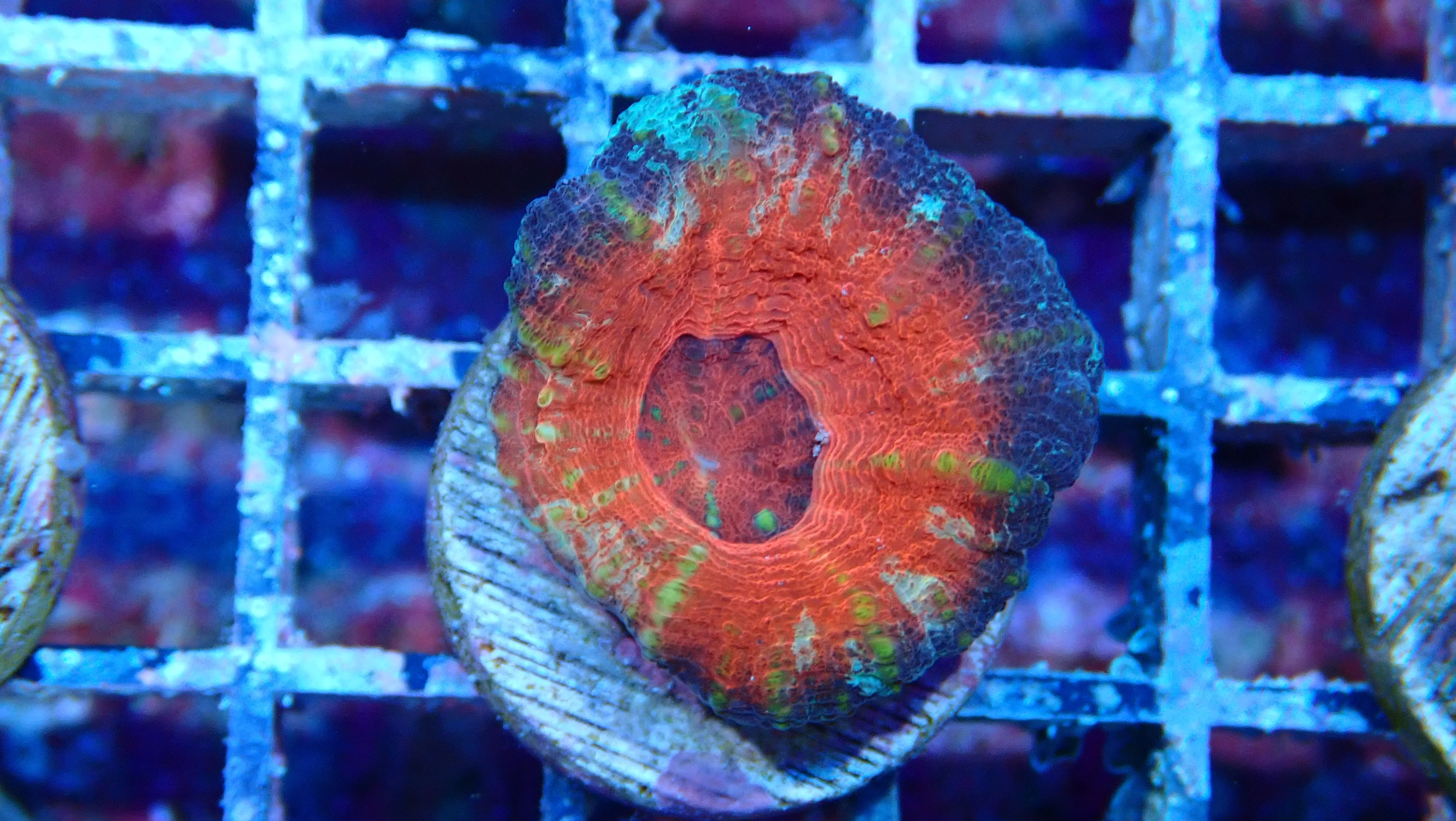 Mystery Frag $75ea or 3 for $190! - Image 8