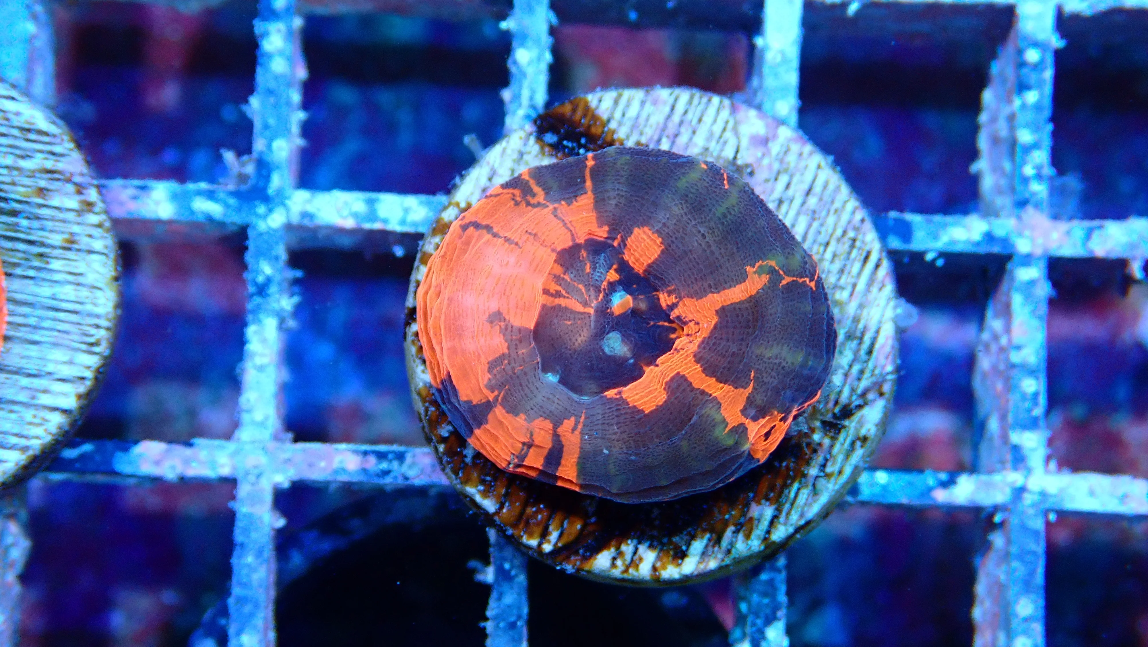 Mystery Frag $75ea or 3 for $190! - Image 9