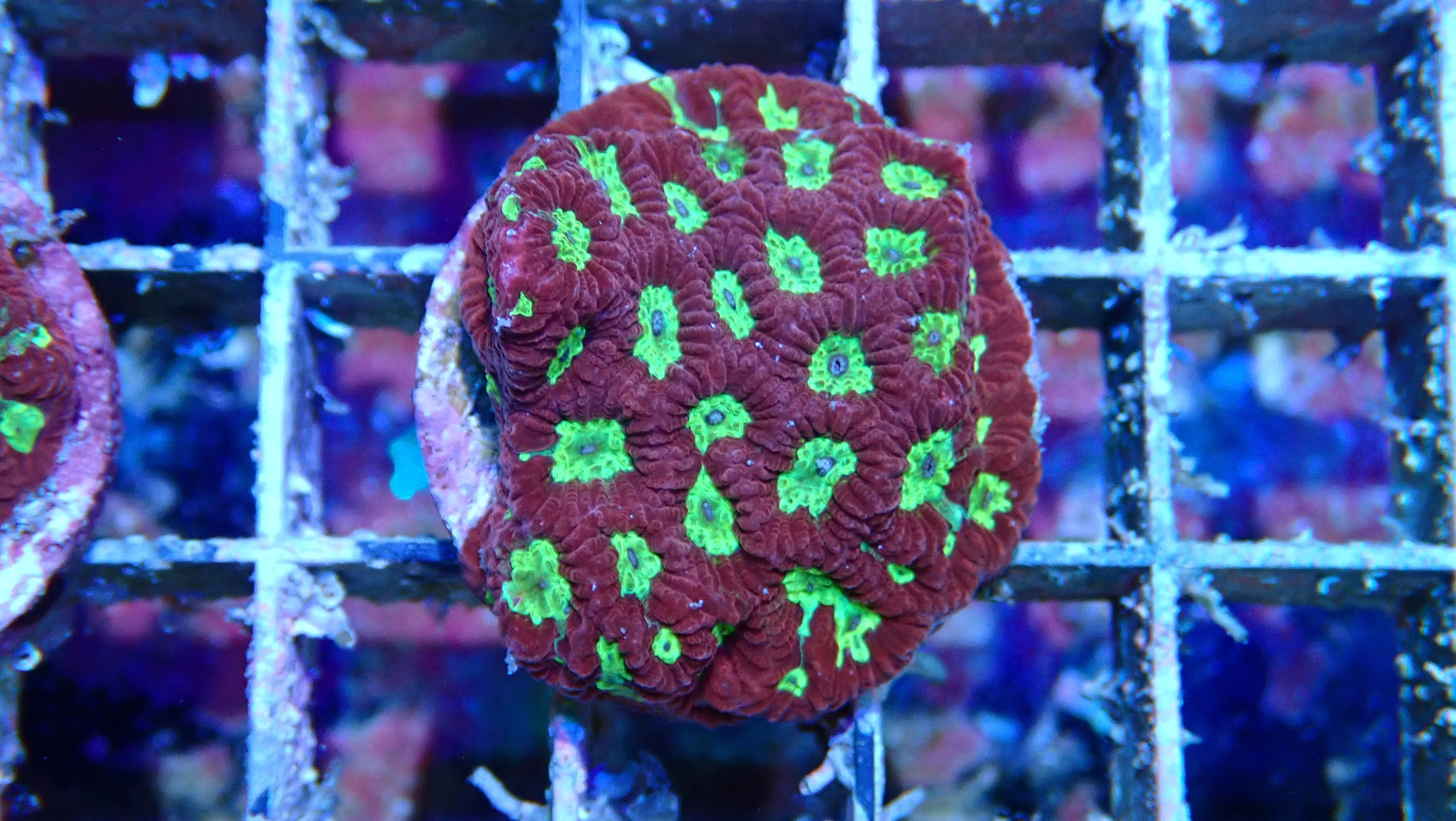 Mystery Frag $20ea or 3 for $50! - Image 11