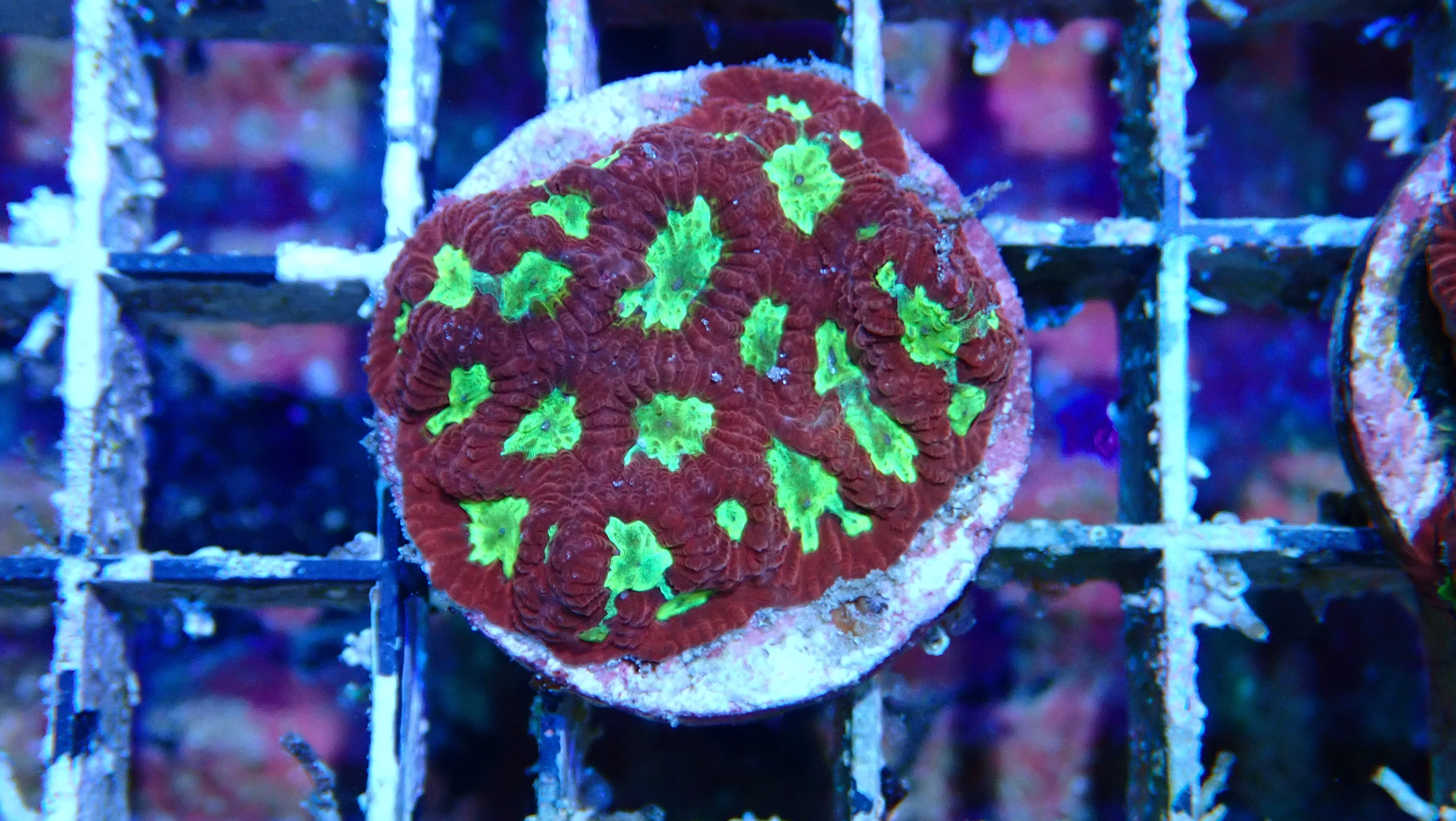 Mystery Frag $20ea or 3 for $50! - Image 12