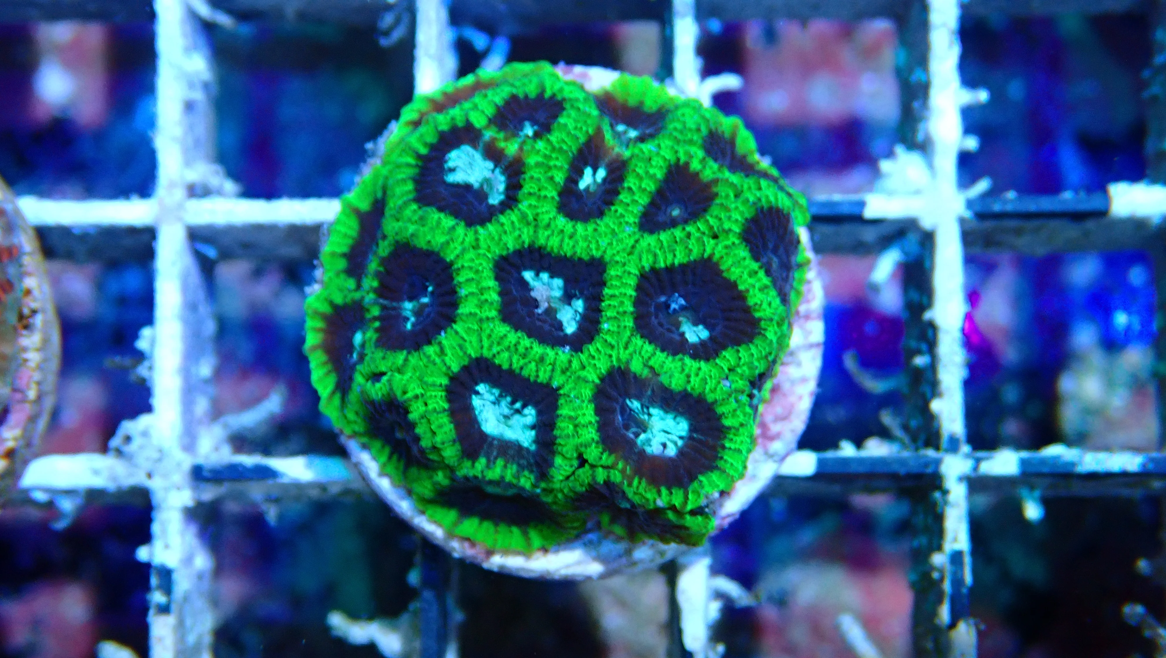 Mystery Frag $20ea or 3 for $50! - Image 13