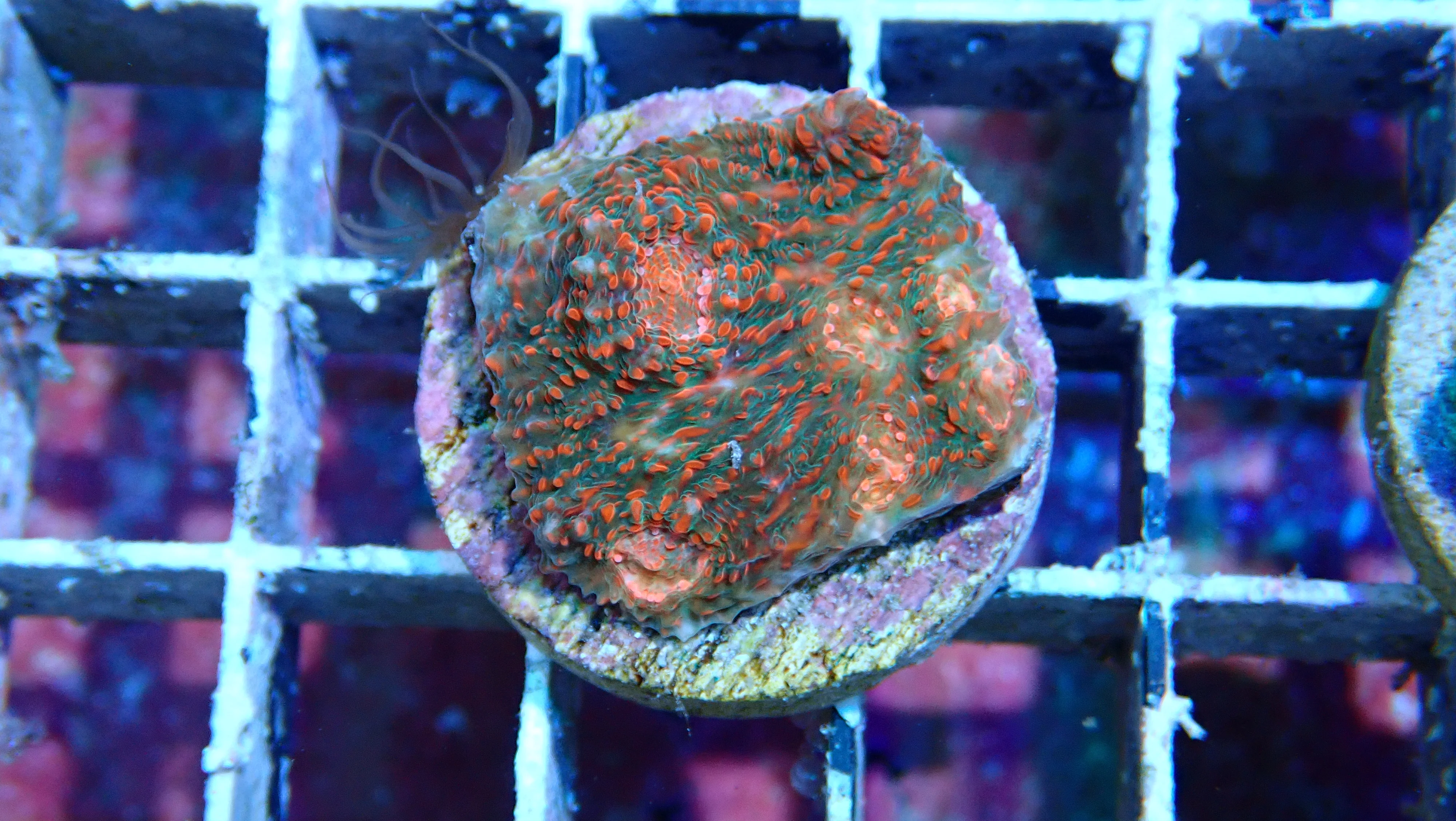 Mystery Frag $20ea or 3 for $50! - Image 16