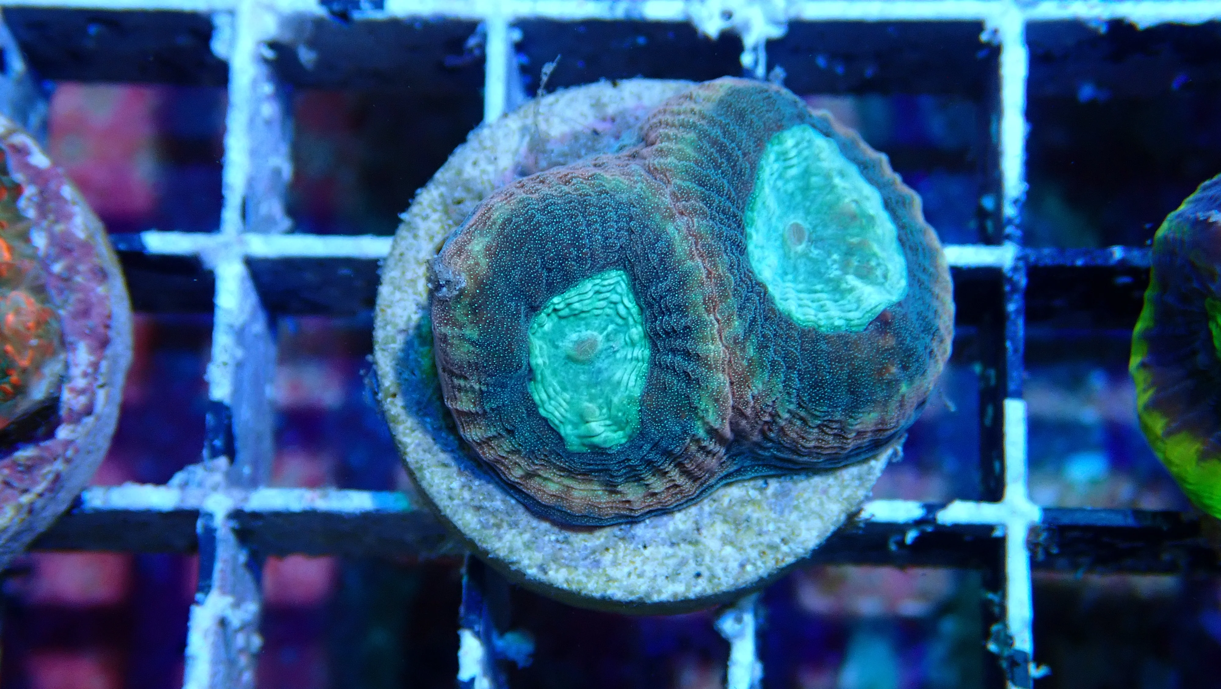 Mystery Frag $20ea or 3 for $50! - Image 17