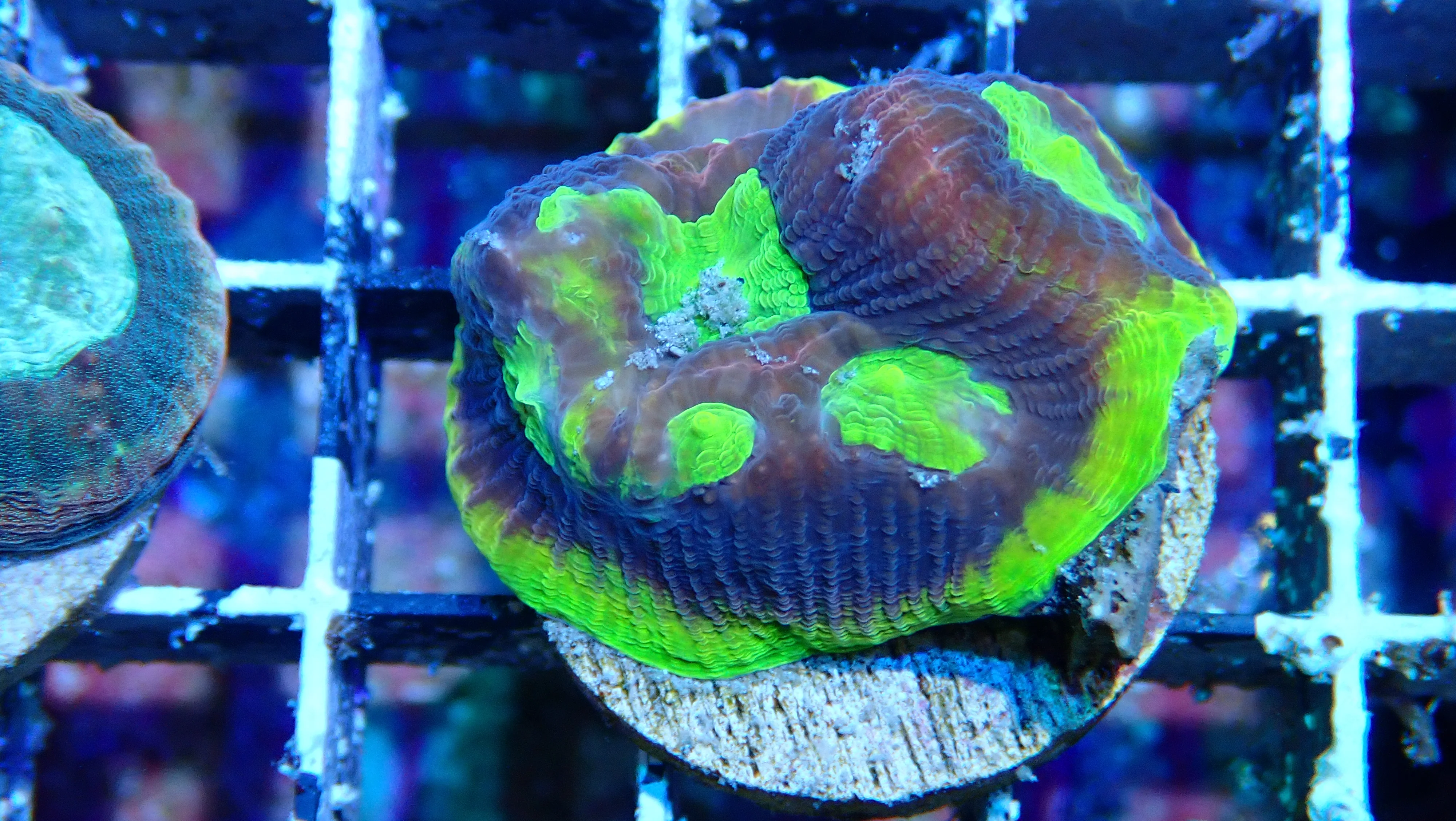 Mystery Frag $20ea or 3 for $50! - Image 18