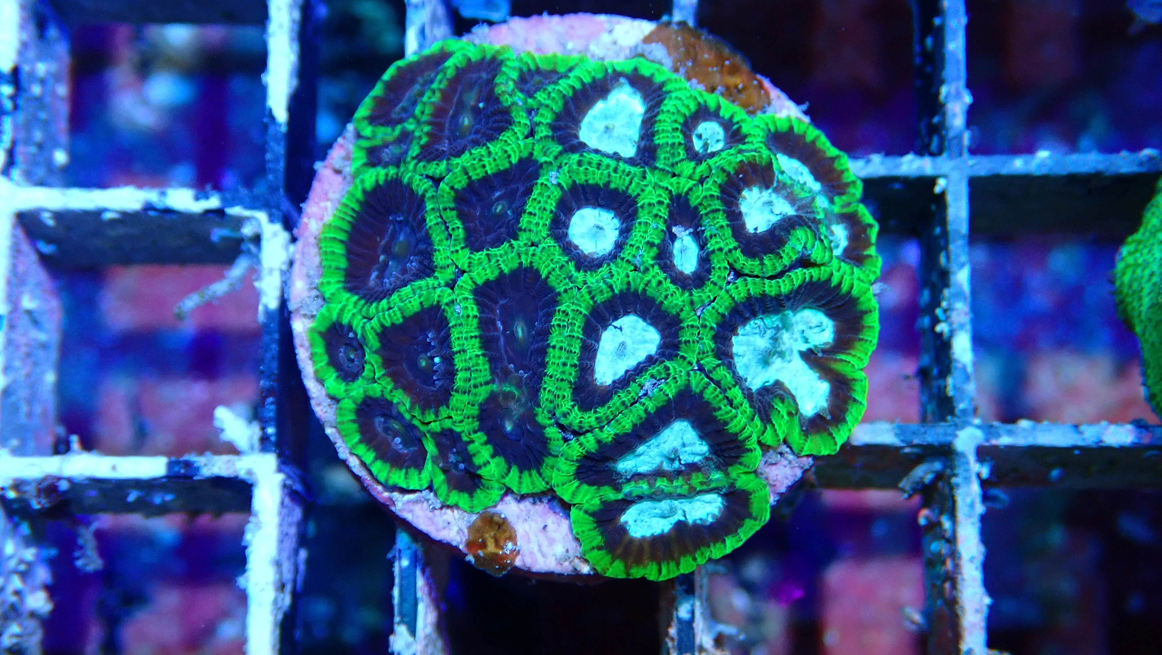 Mystery Frag $20ea or 3 for $50! - Image 19