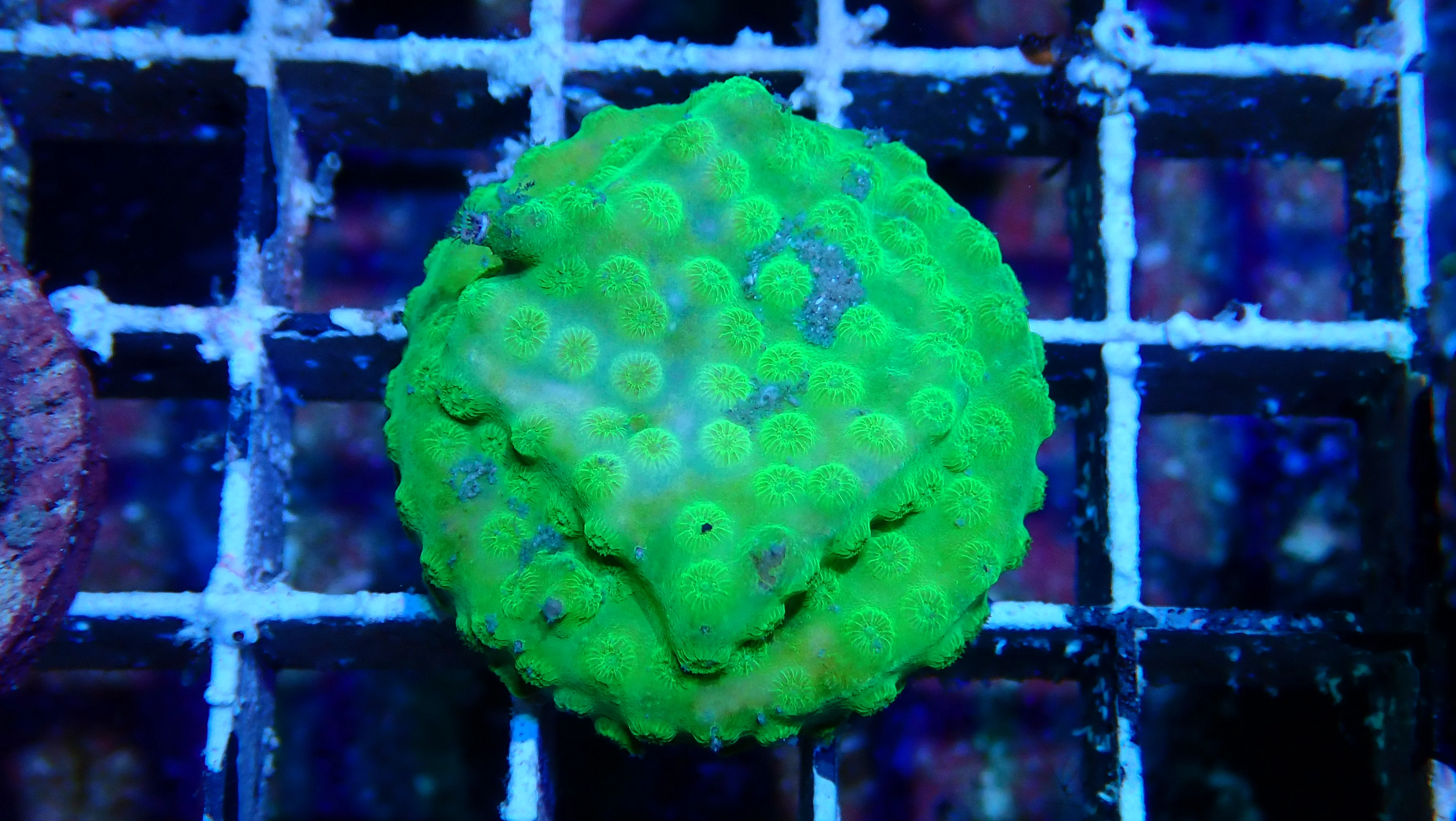 Mystery Frag $20ea or 3 for $50! - Image 22