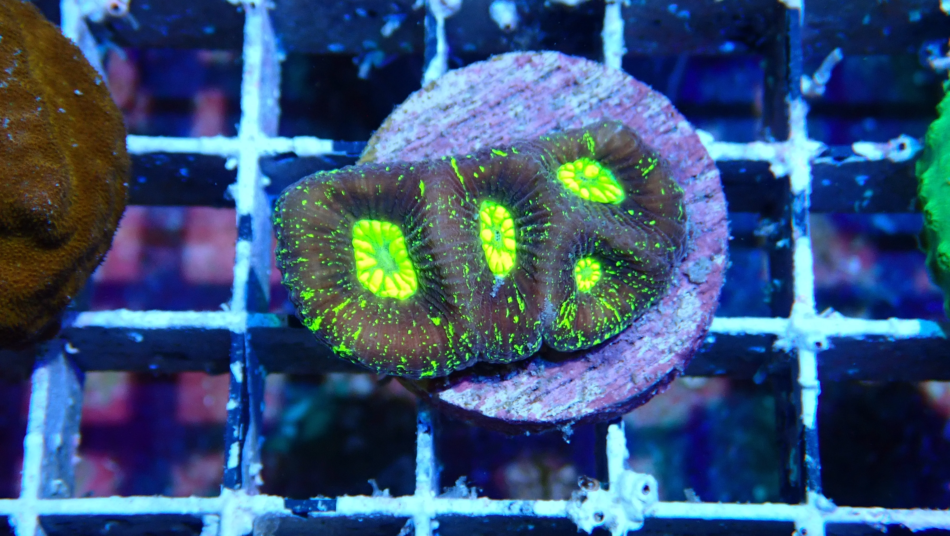 Mystery Frag $20ea or 3 for $50! - Image 23