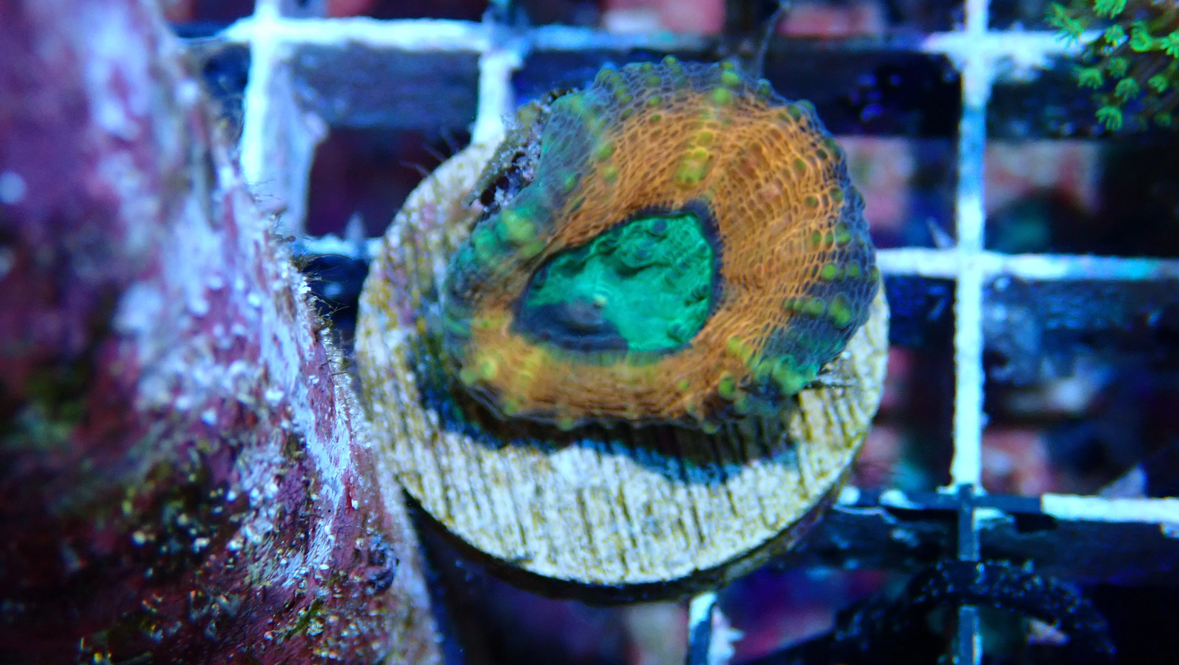 Mystery Frag $20ea or 3 for $50! - Image 25