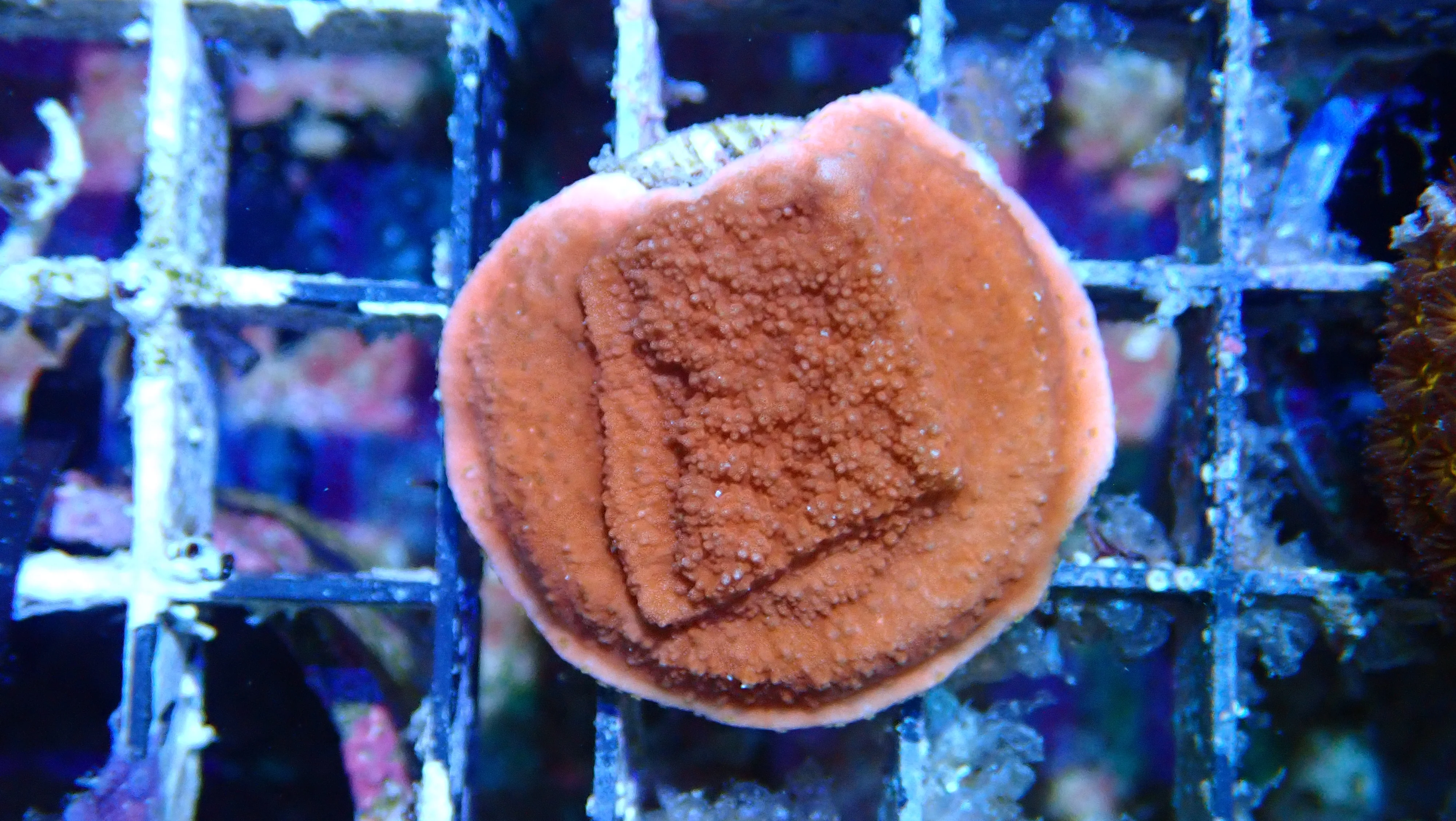 Mystery Frag $20ea or 3 for $50! - Image 3