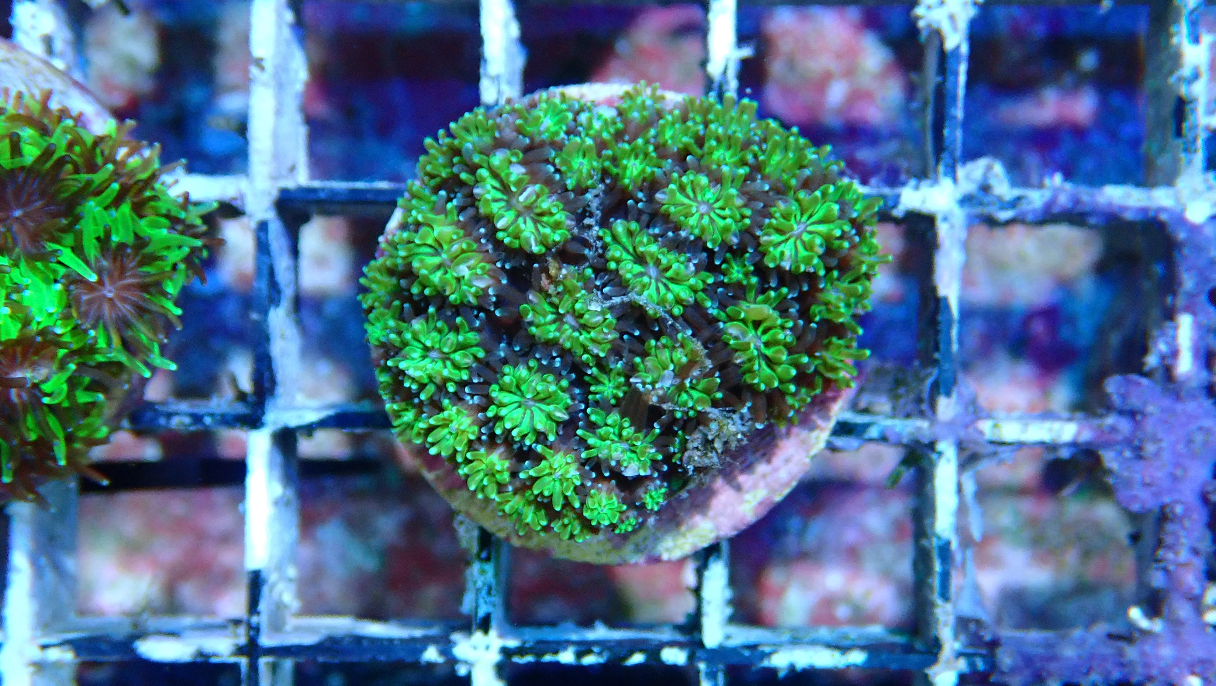 Mystery Frag $20ea or 3 for $50! - Image 4