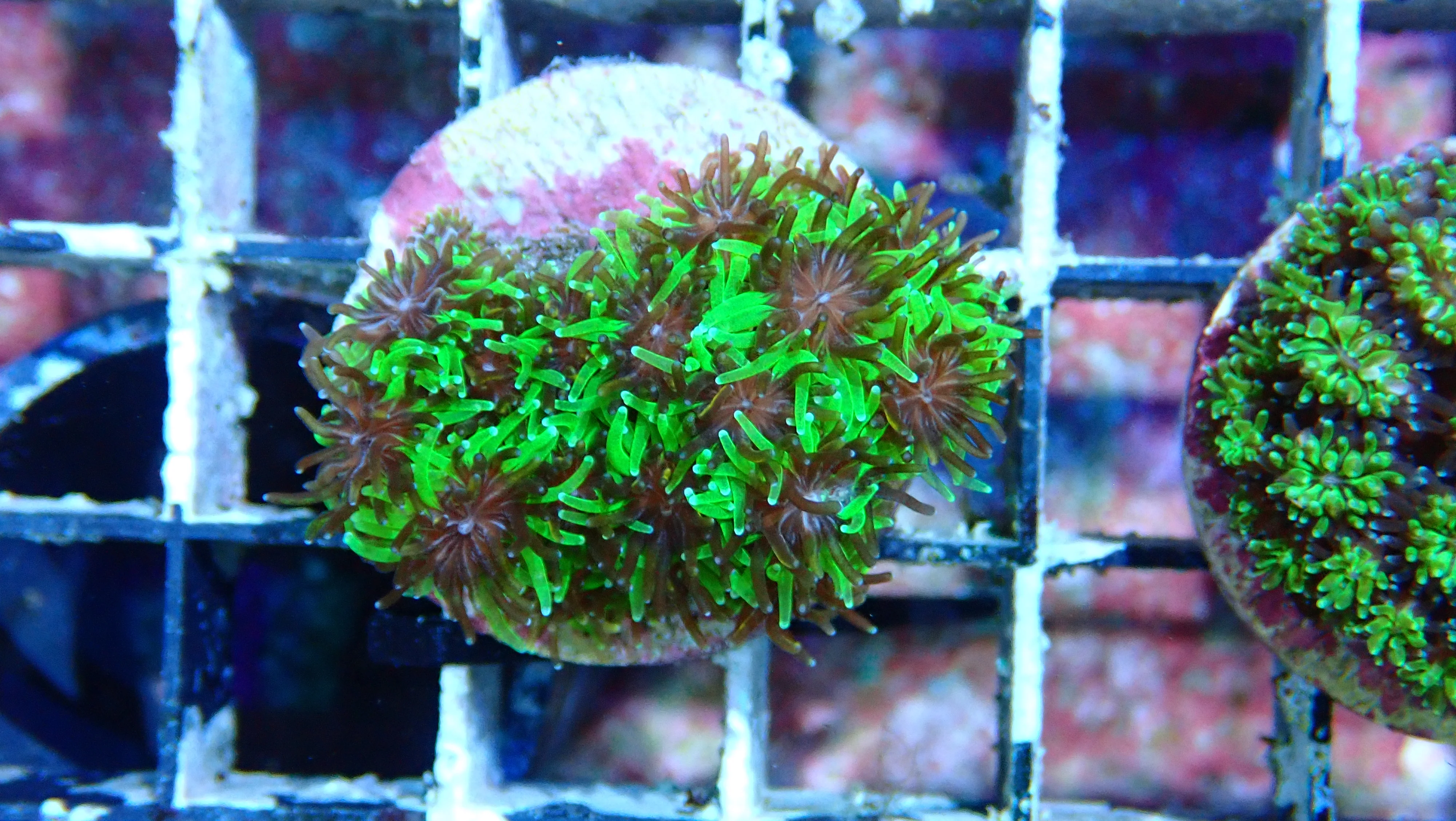 Mystery Frag $20ea or 3 for $50! - Image 5