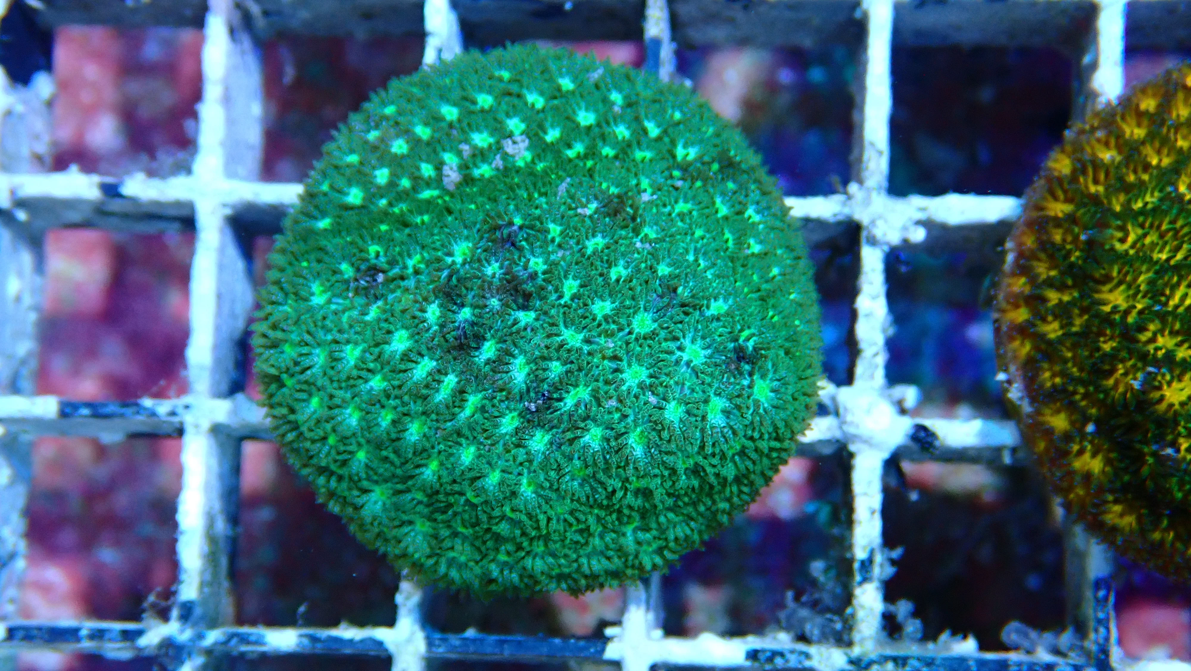 Mystery Frag $20ea or 3 for $50! - Image 6
