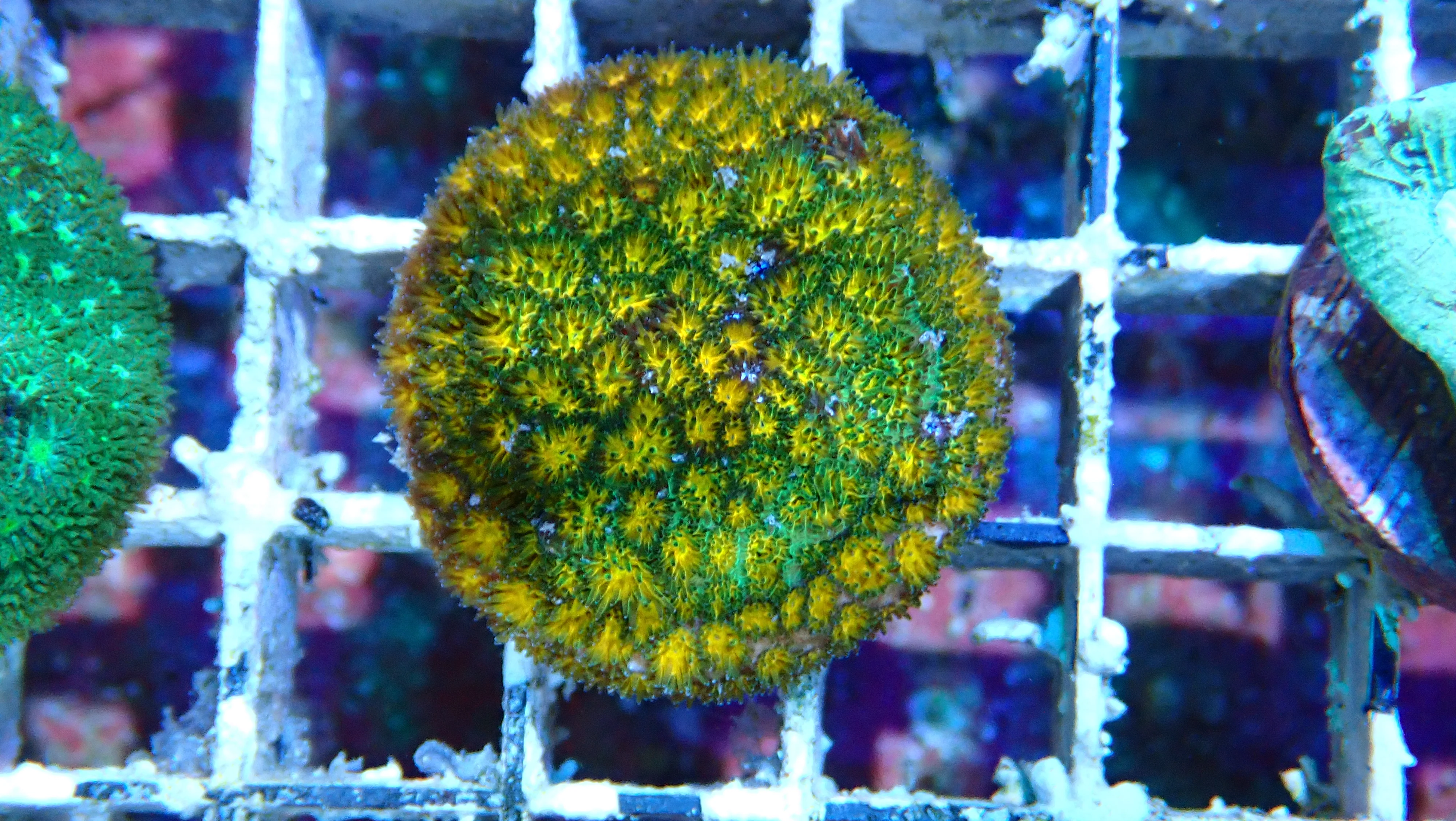 Mystery Frag $20ea or 3 for $50! - Image 7