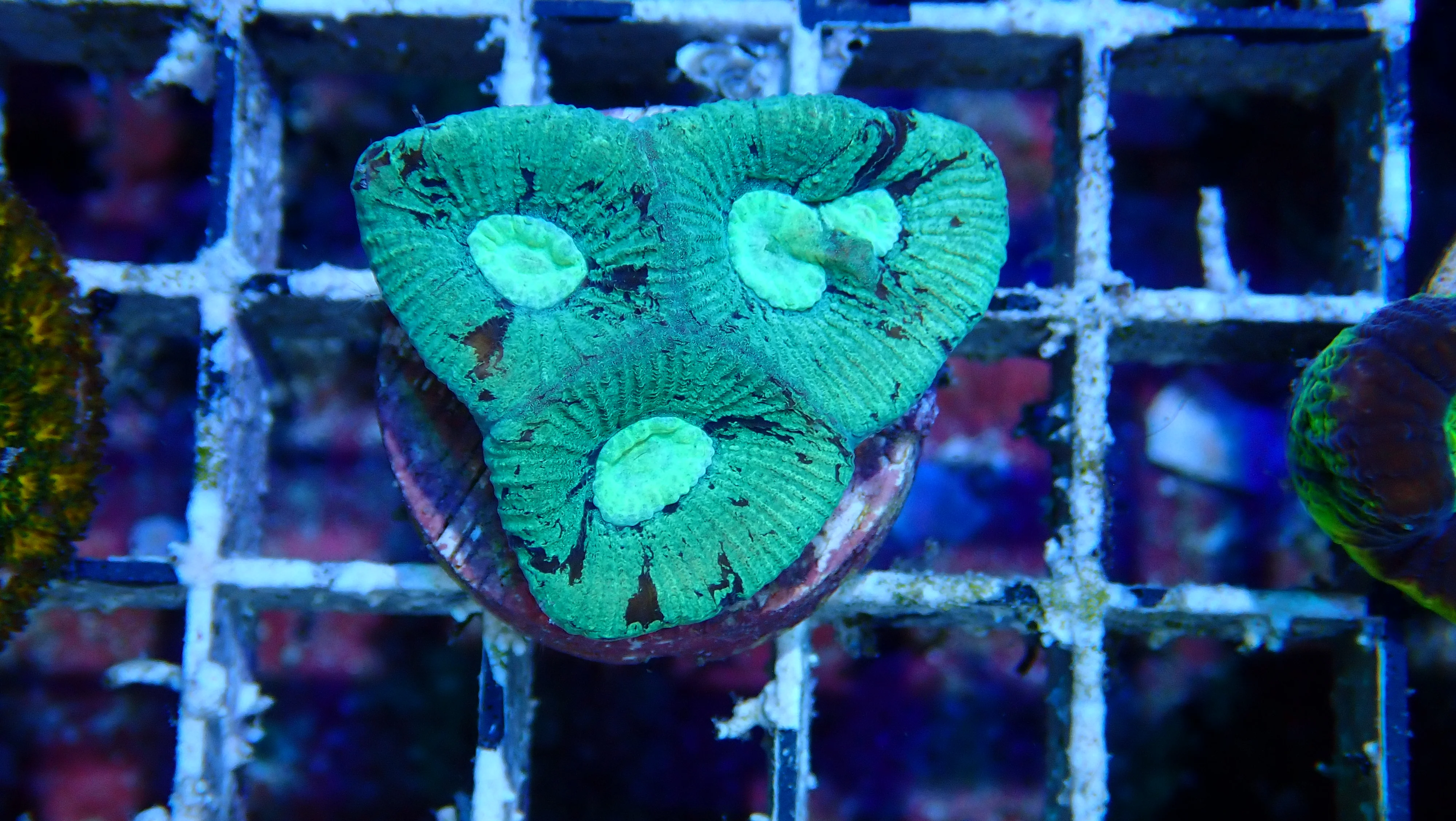 Mystery Frag $20ea or 3 for $50! - Image 8