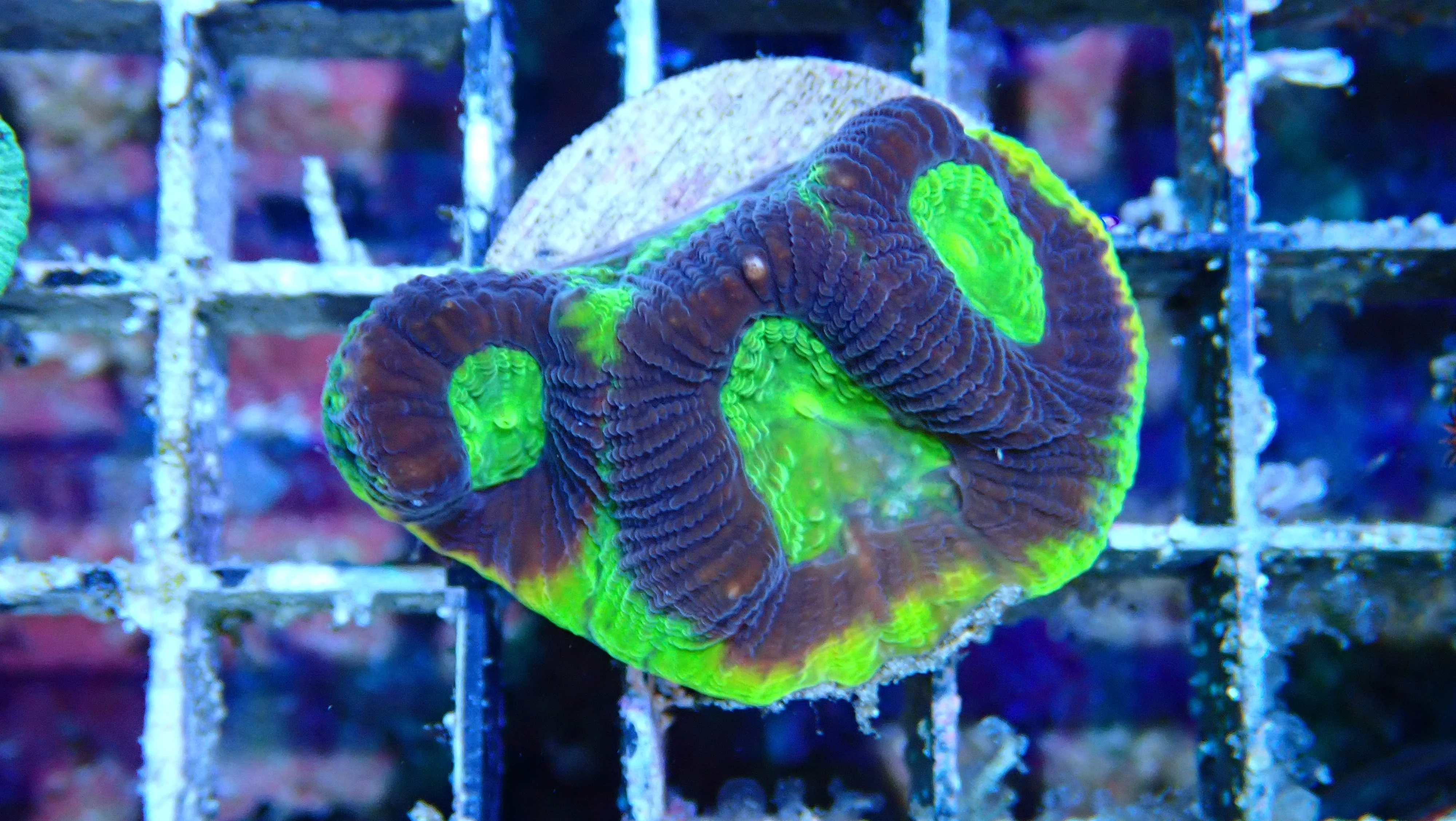 Mystery Frag $20ea or 3 for $50! - Image 9