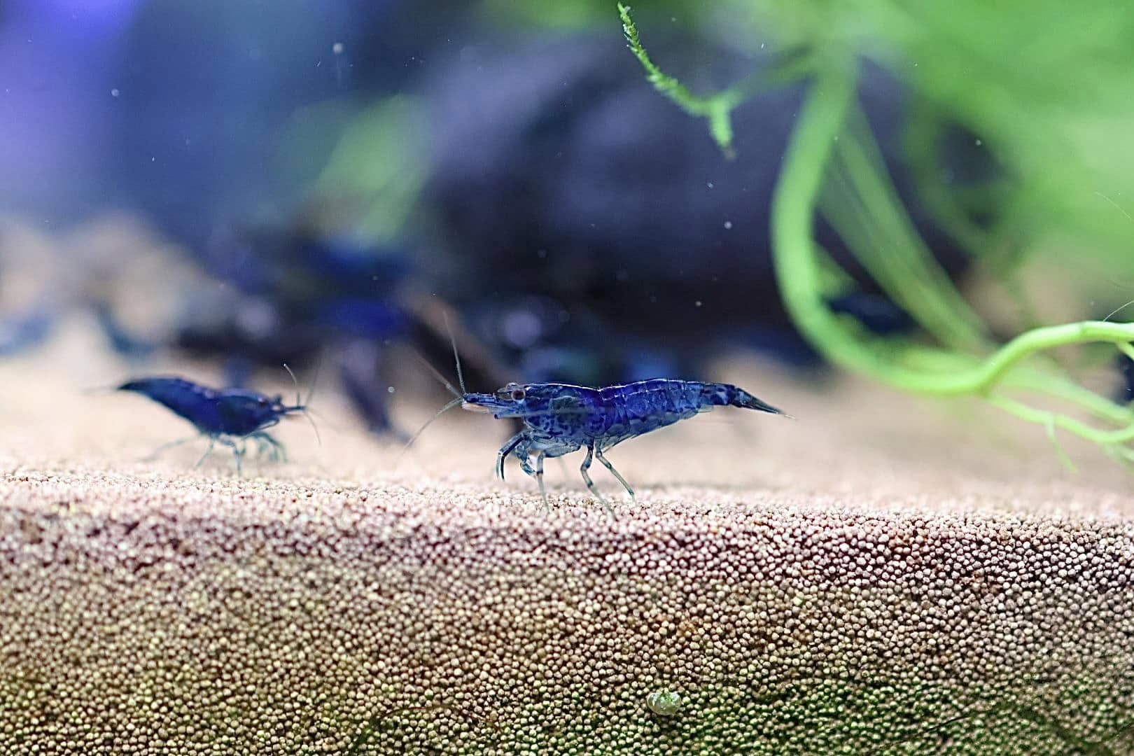 Neocaridina Shrimp - Blue Dream Cherry Shrimp - Image 4