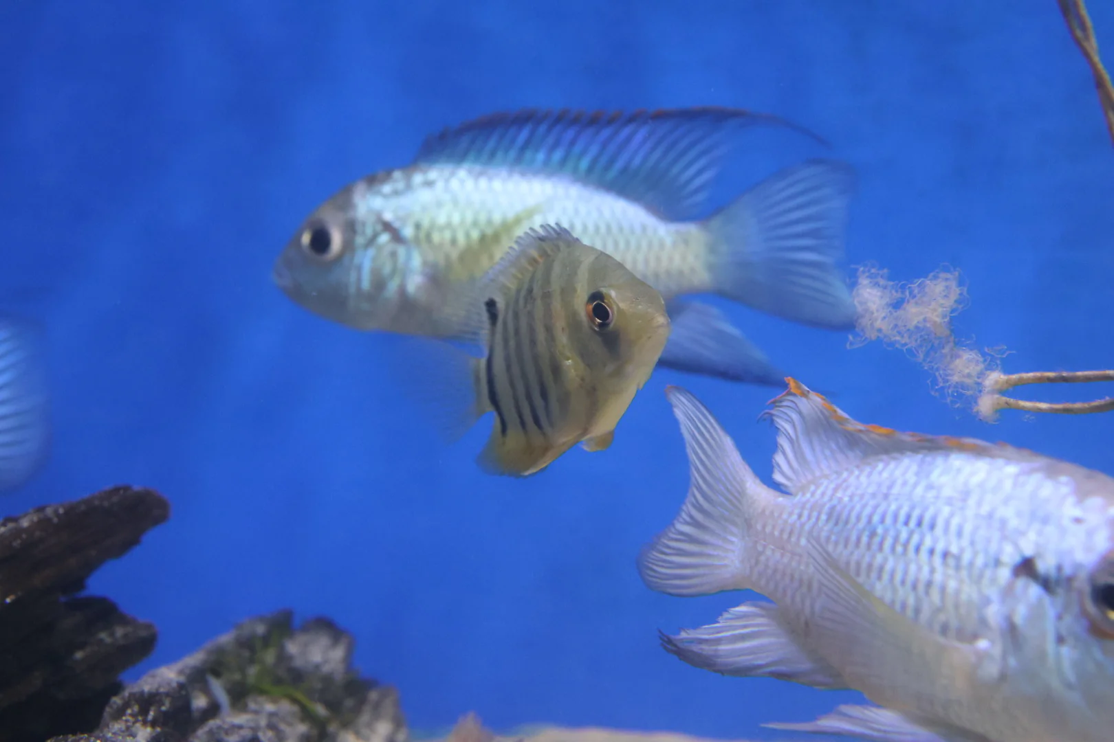 Neon Blue Acara (Andinoacara pulcher) 8cm - Image 3