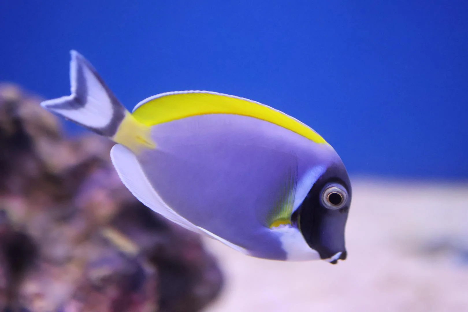 Powdered Blue Tang (Acanthurus leucosternon)